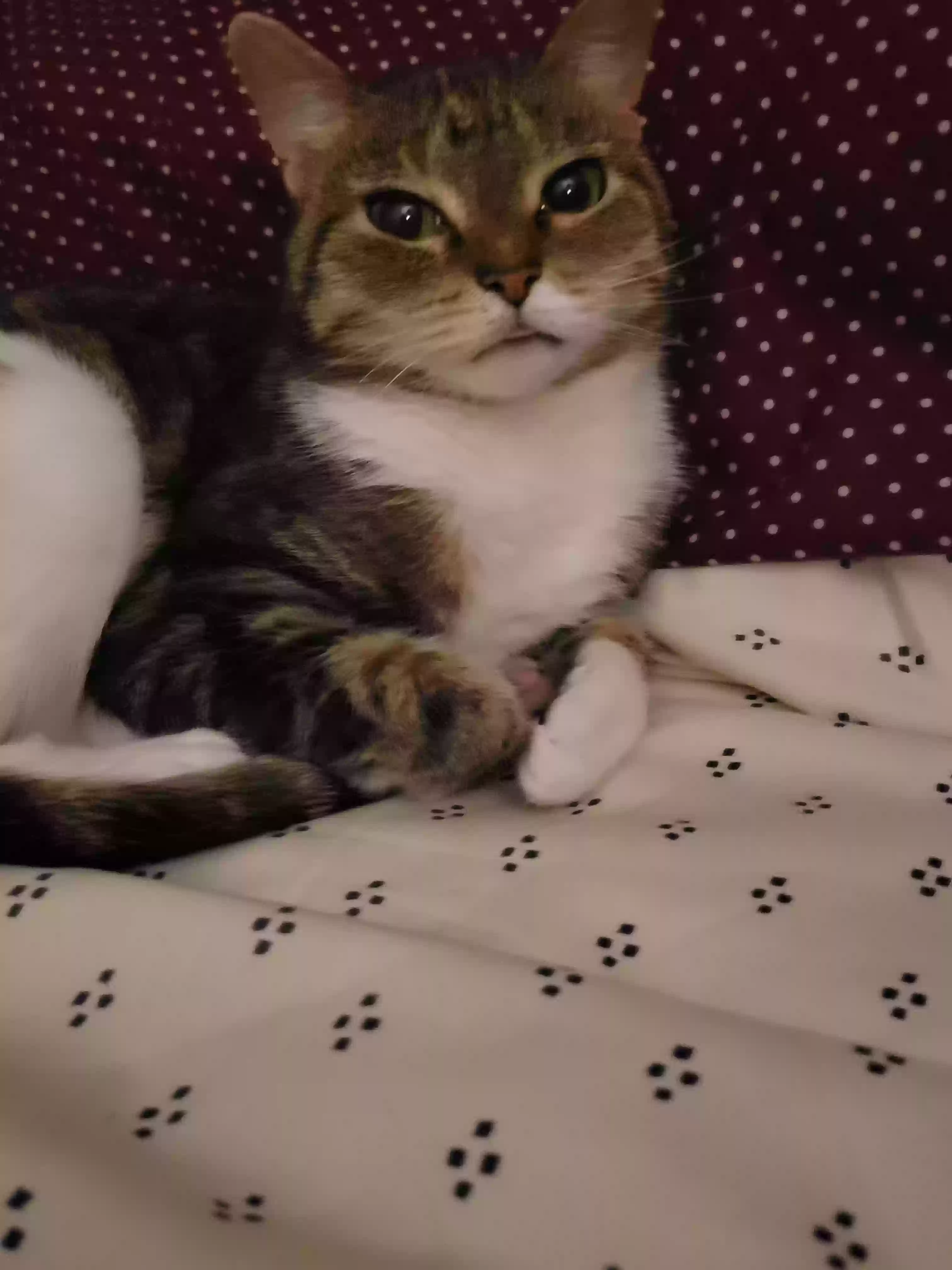 Lost cat in Justice, IL, 60458