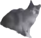 Lost cat in Dorchester, MA, 2122