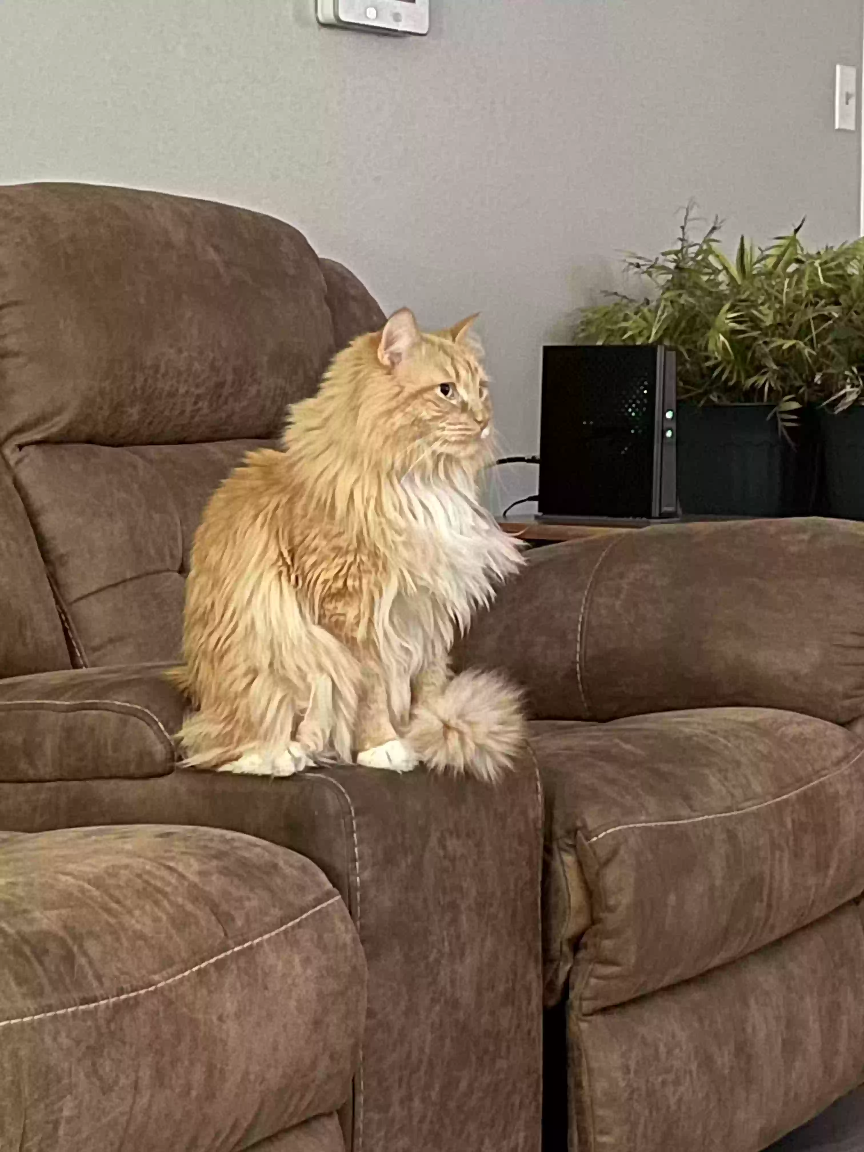 Lost cat in Searcy, AR, 72143