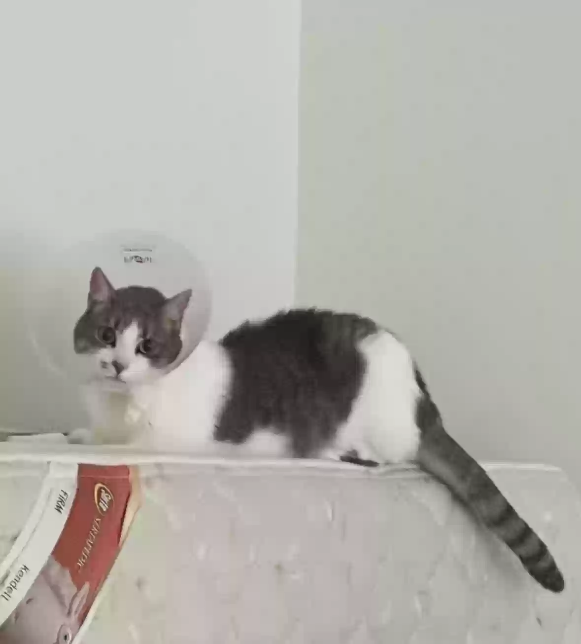 Lost cat in Worcester, MA, 1605
