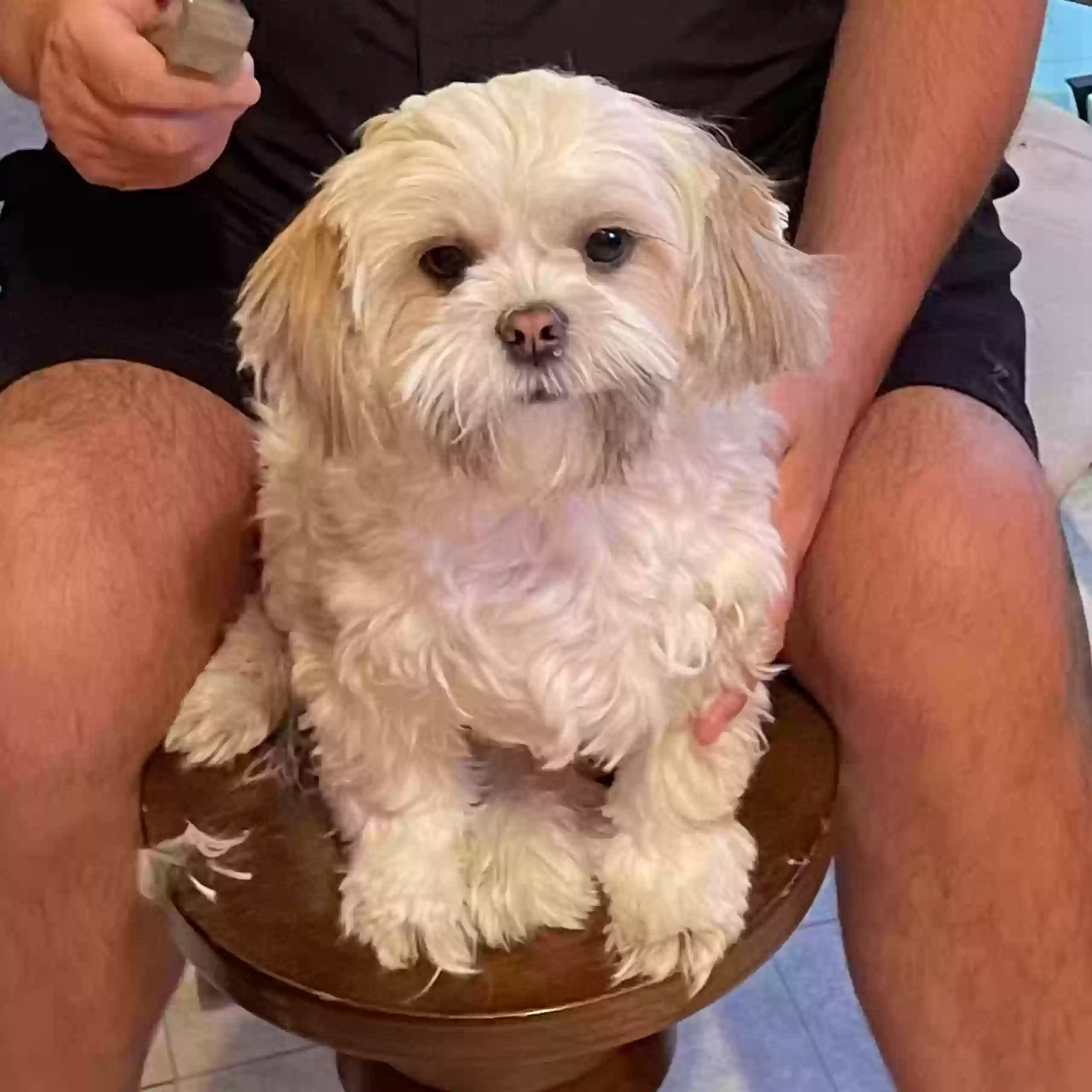 Lost dog in Mesa, AZ, 85210