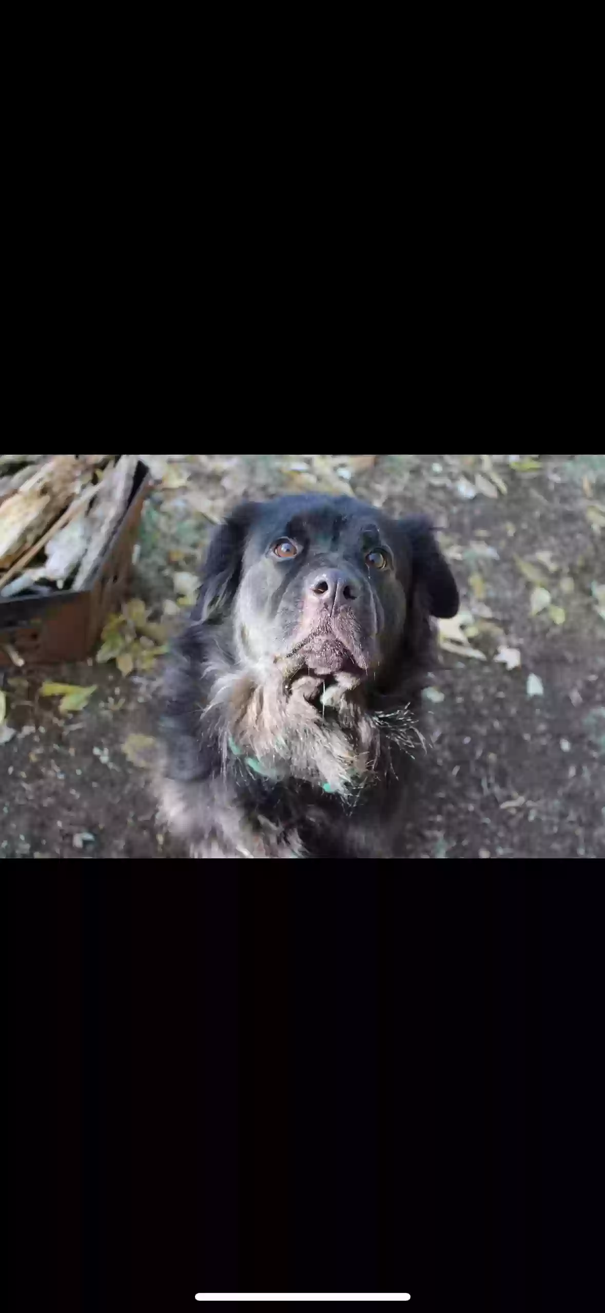 Lost dog in Kansas City, MO, 64131
