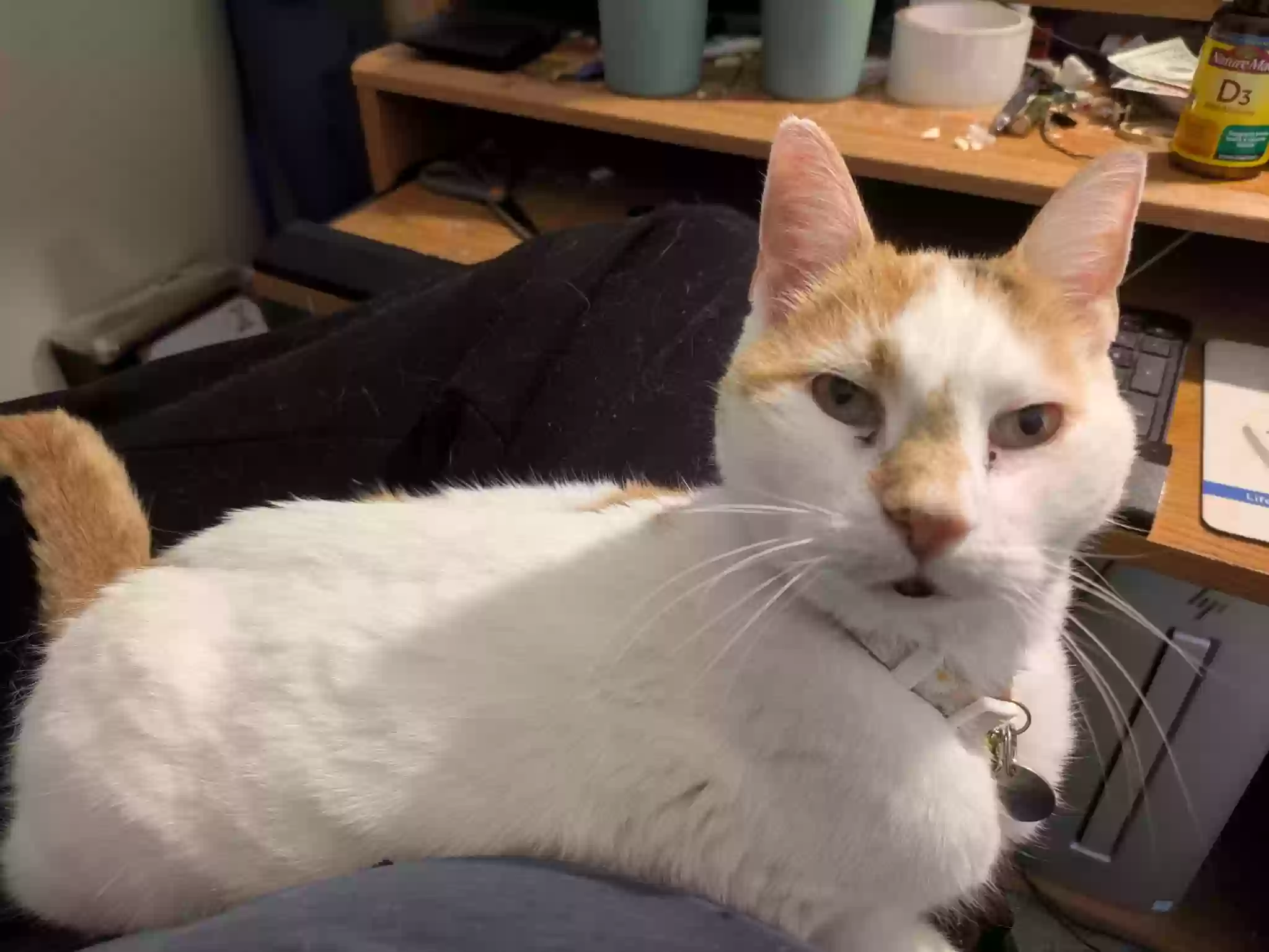Lost cat in Philadelphia, PA, 19115