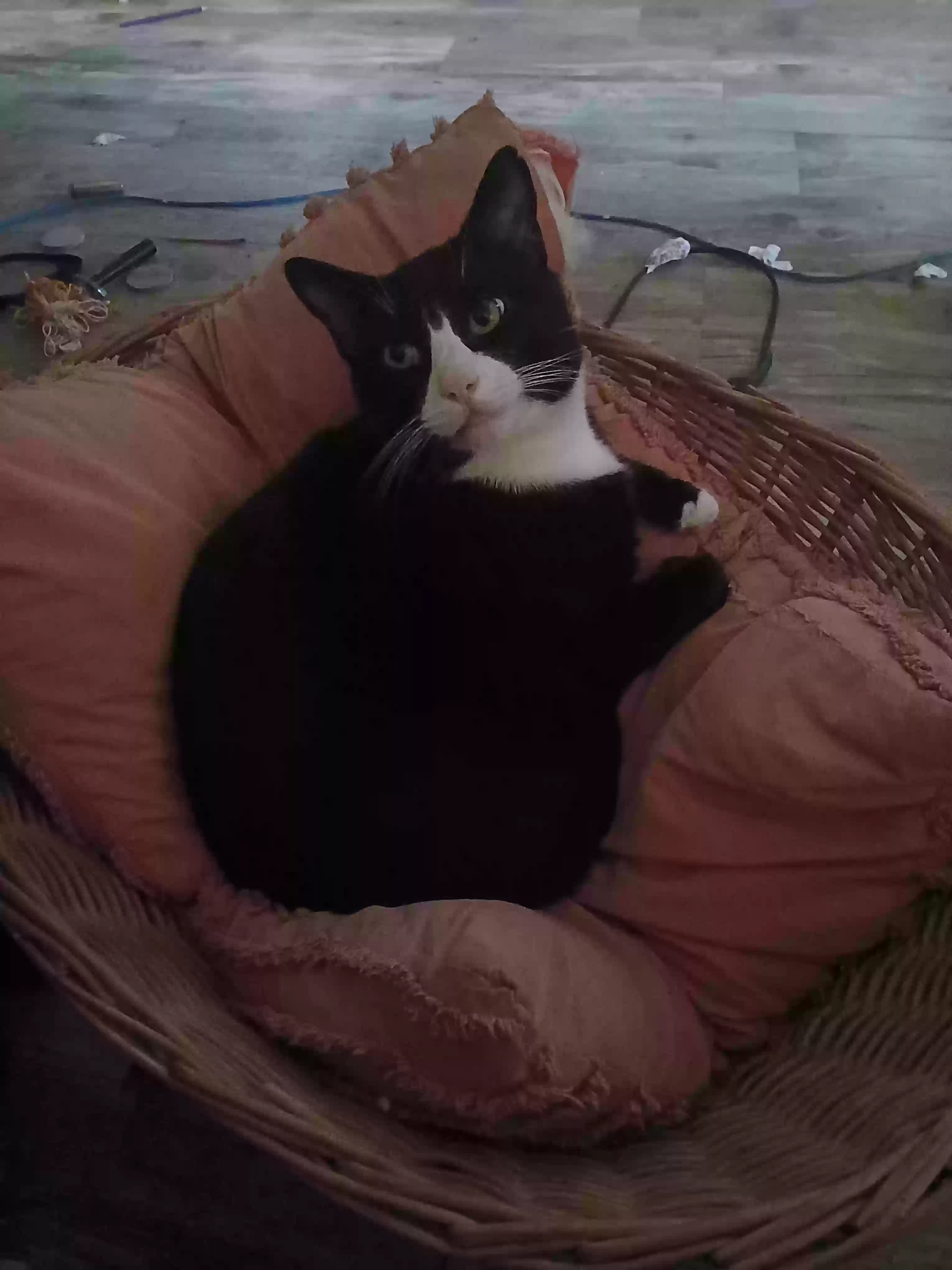 Lost cat in Bucyrus, OH, 44820