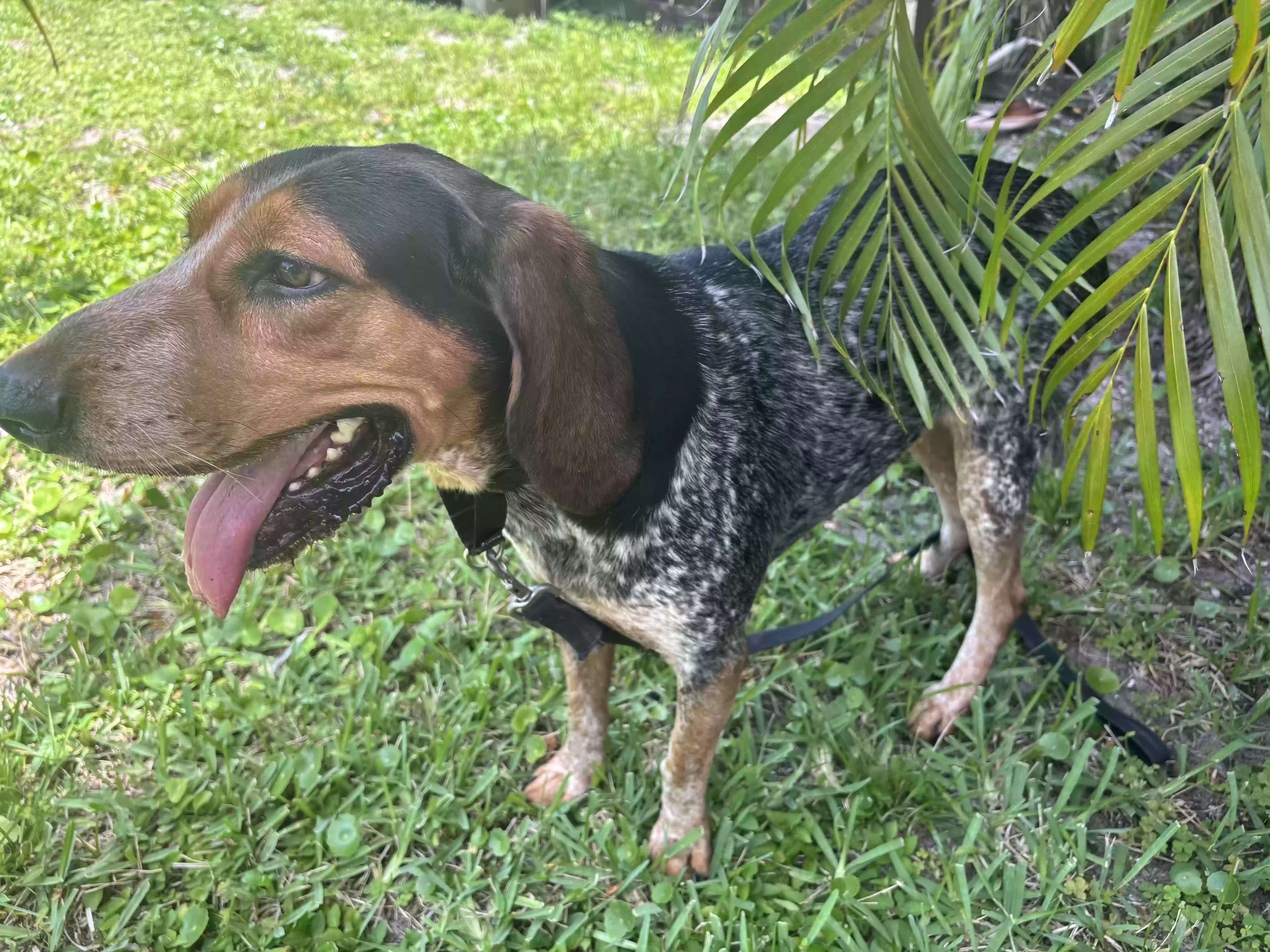 Lost dog in Deerfield Beach, FL, 33441