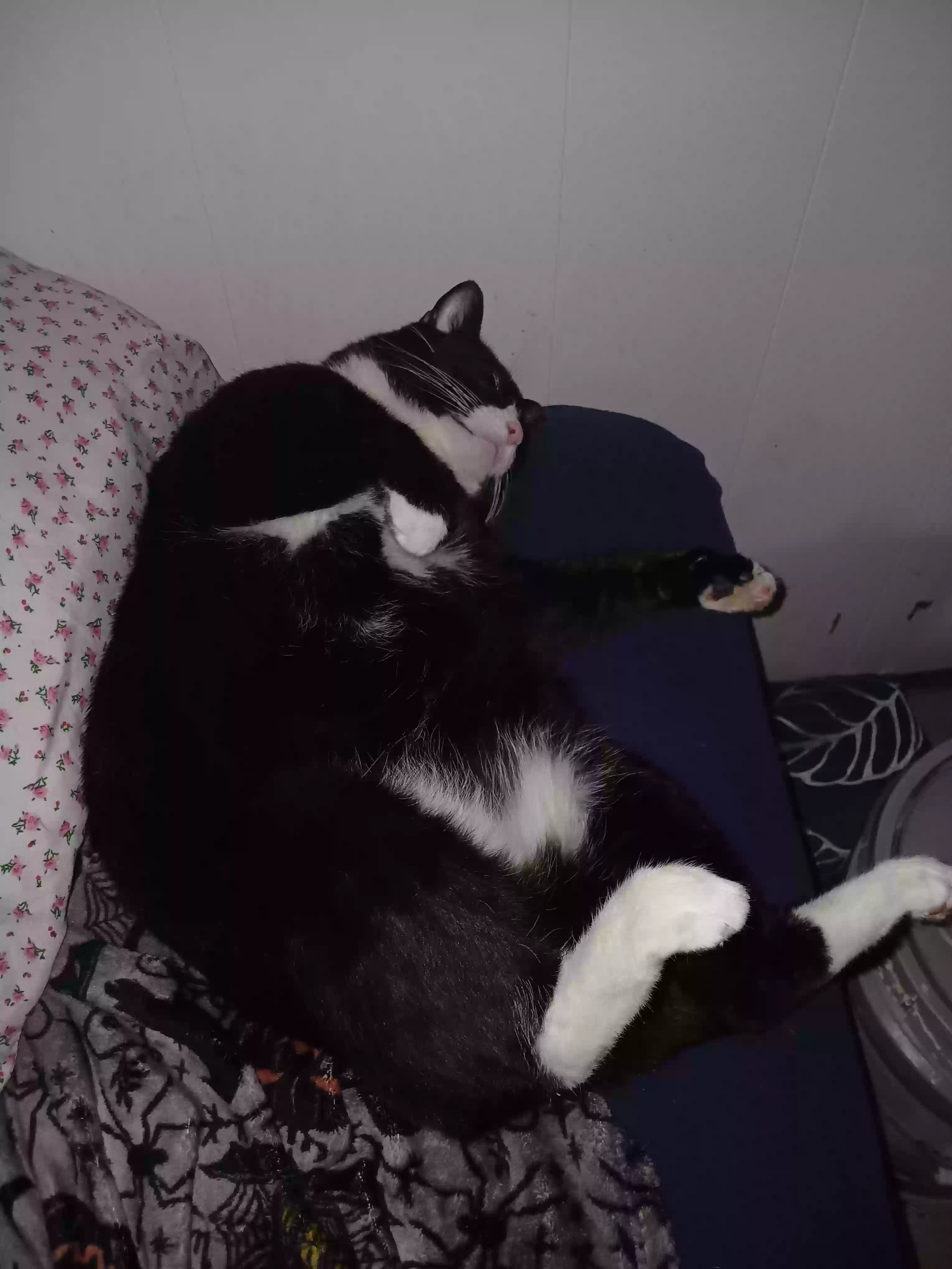 Lost cat in Bucyrus, OH, 44820