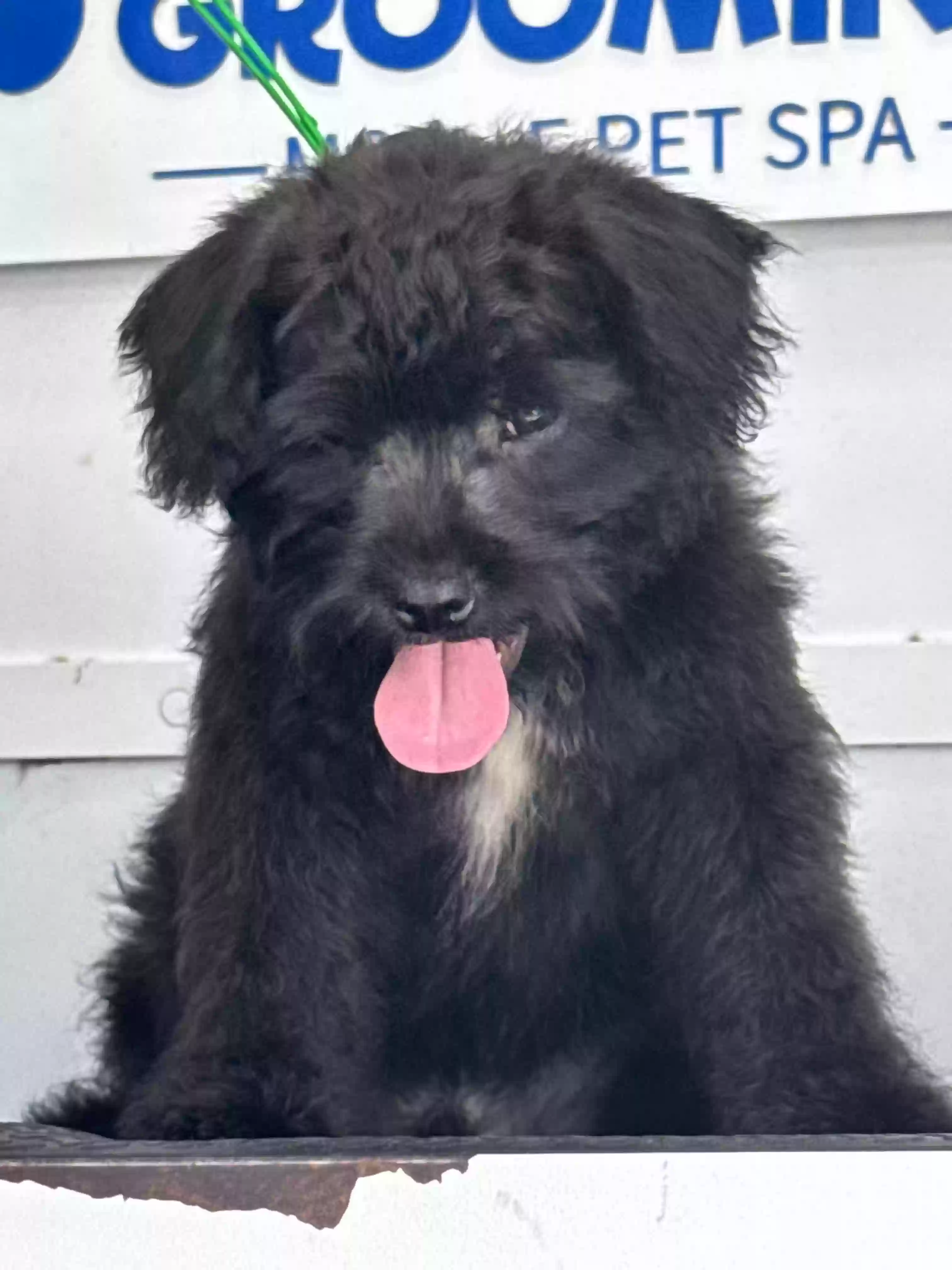 Lost dog in Miami, FL, 33168