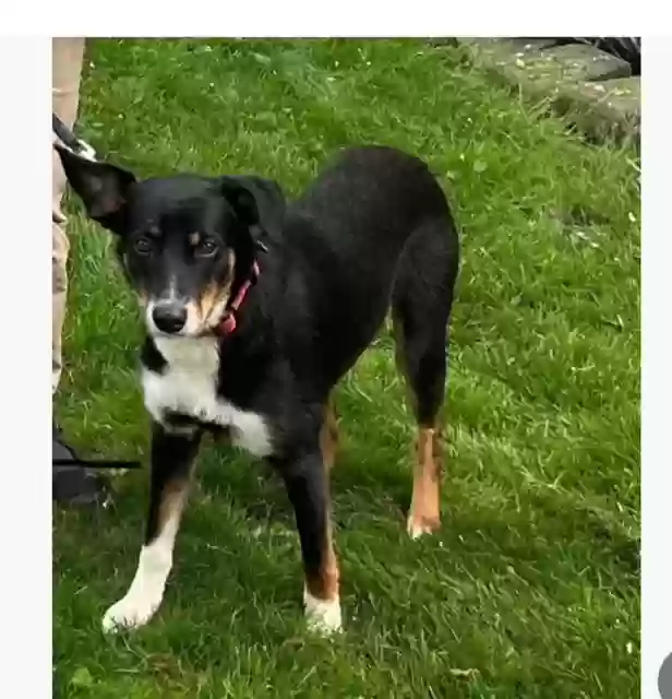 Lost dog in Barberton, OH, 44203