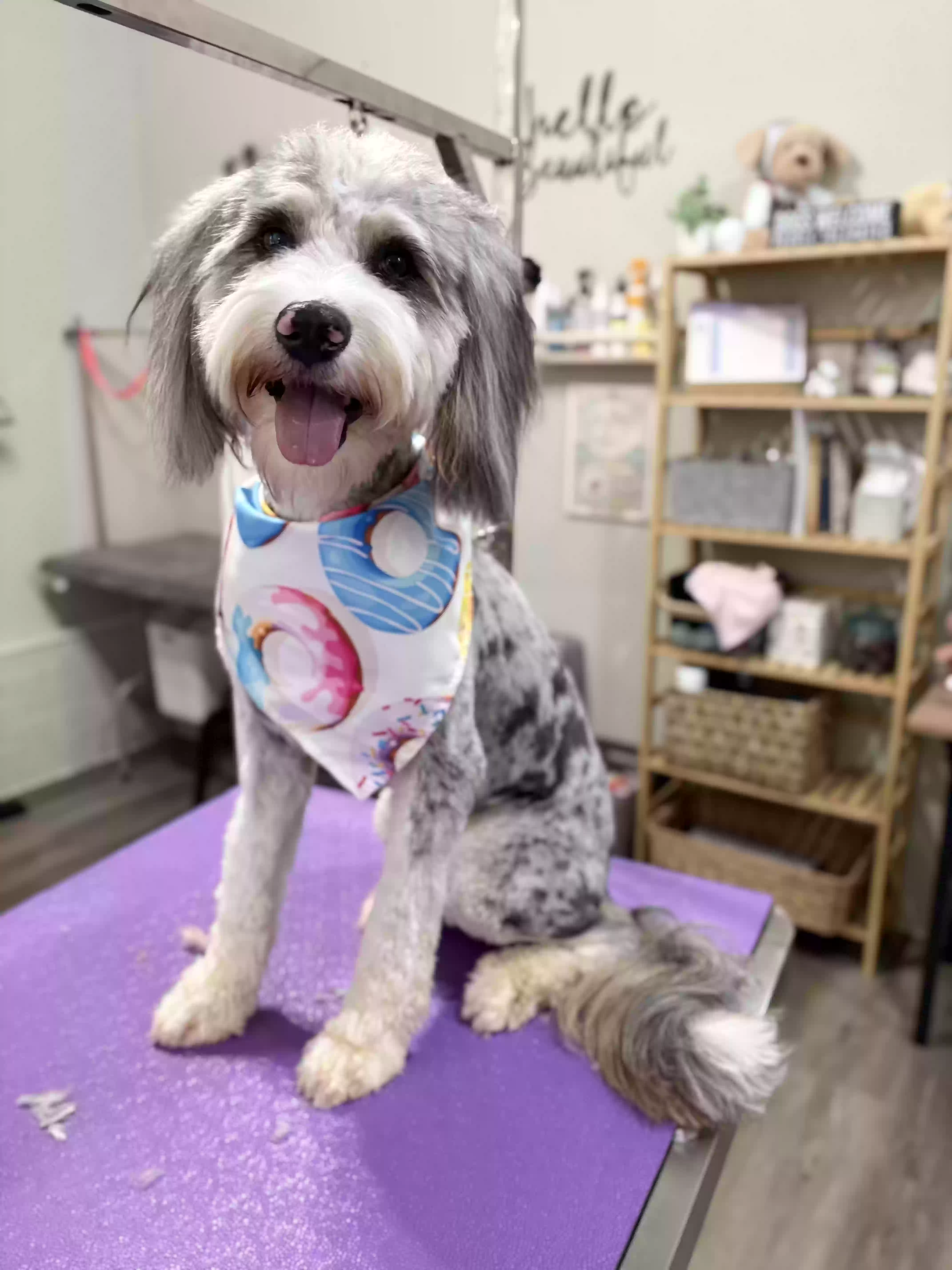 Lost dog in High Point, NC, 27265