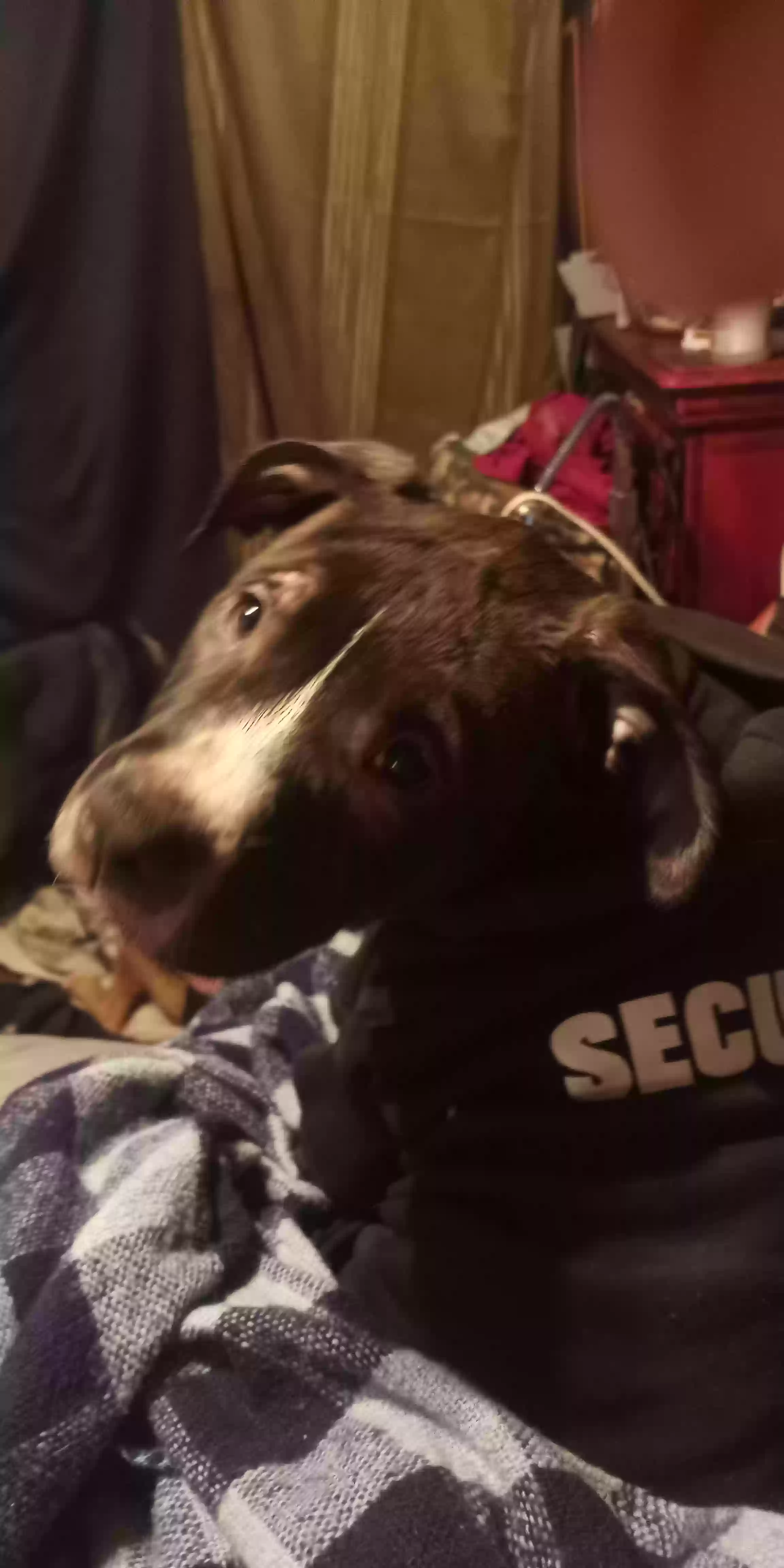 Lost dog in Natalia, TX, 78059