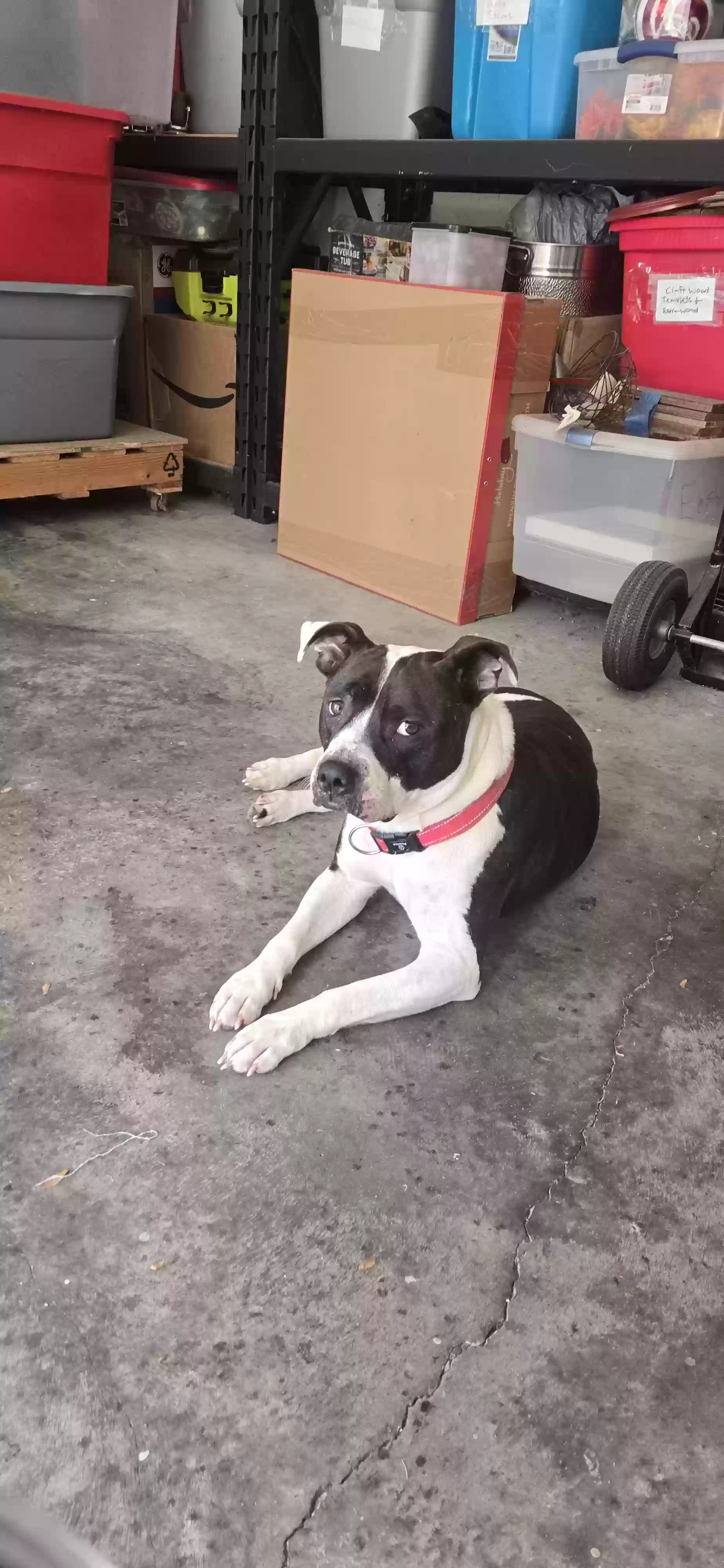 Lost dog in Mcdonough, GA, 30252