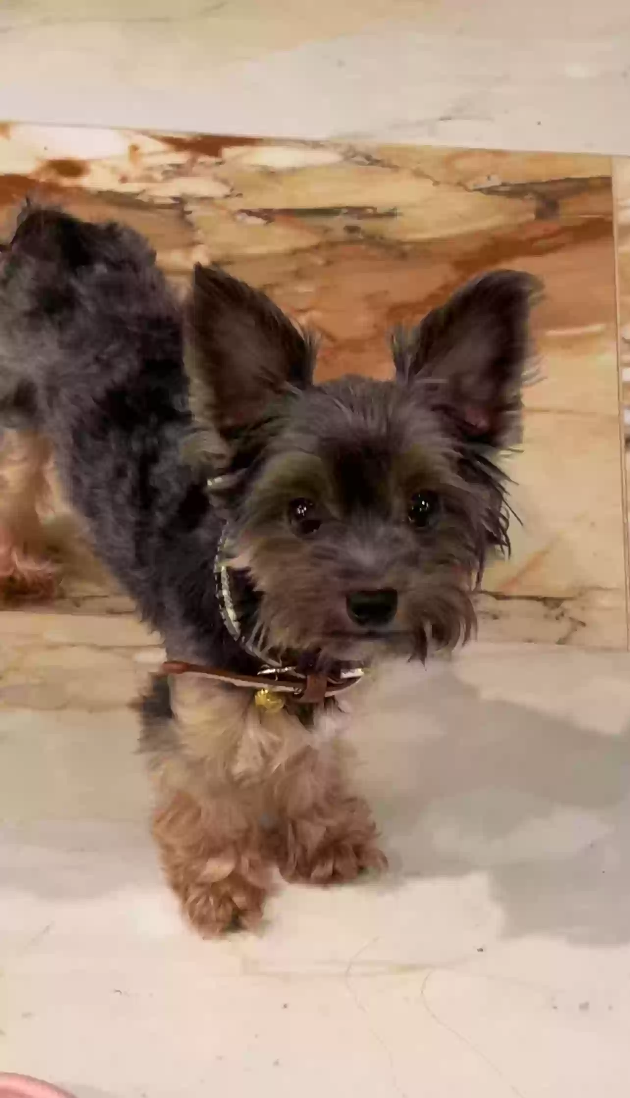Lost dog in Pensacola, FL, 32505