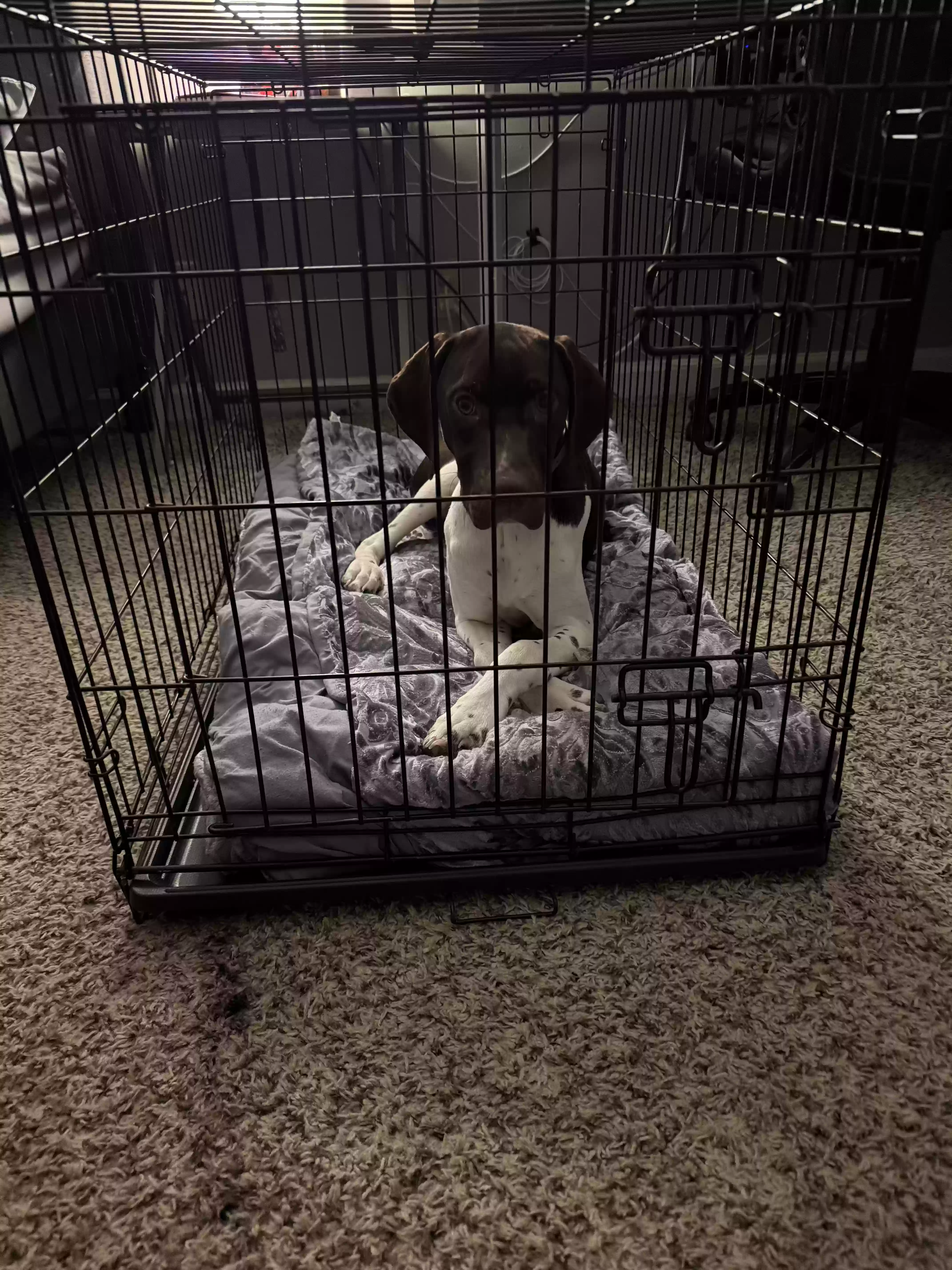 Lost dog in Hendersonville, TN, 37075