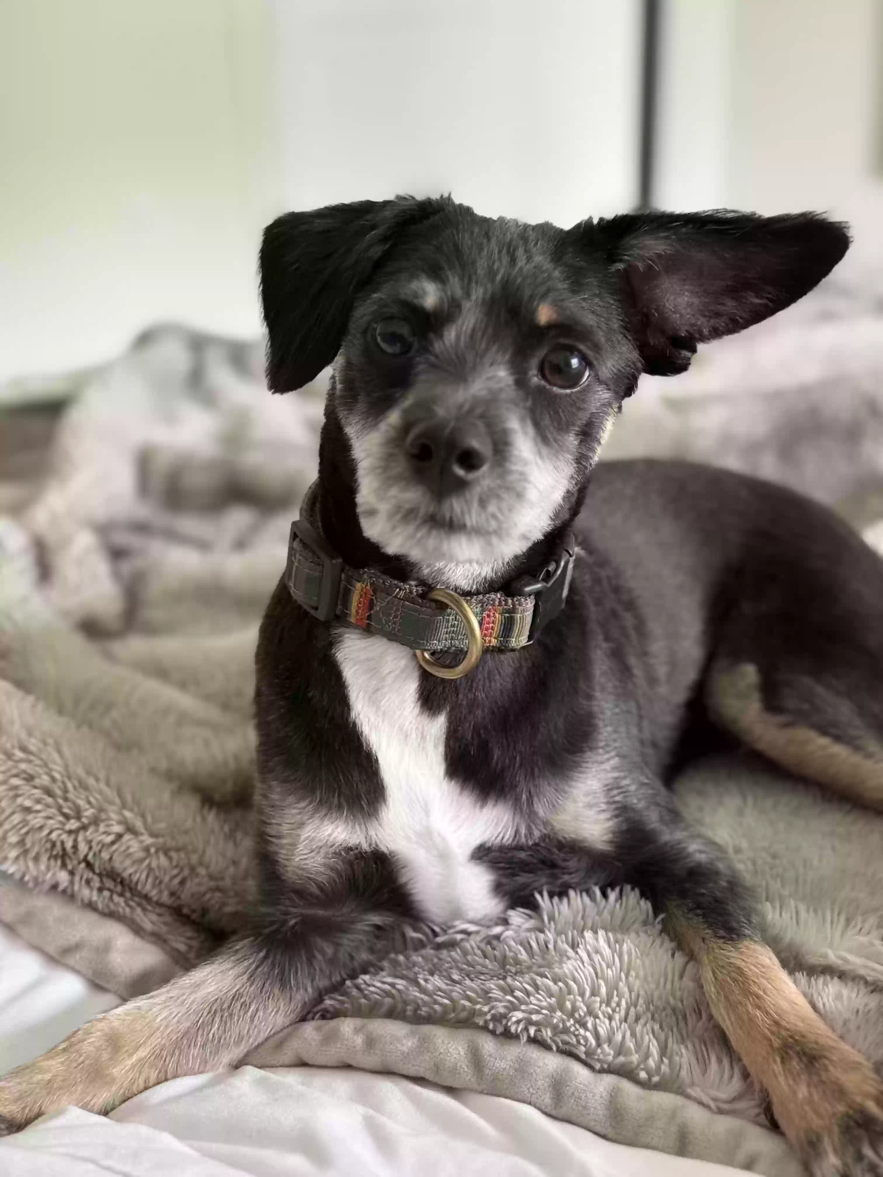 Lost dog in Richmond Hill, GA, 31324