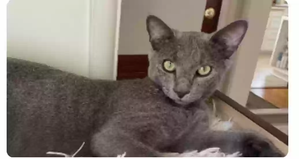 Lost cat in Los Angeles, CA, 90066
