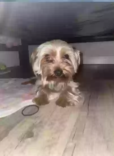 Lost dog in Katy, TX, 77449