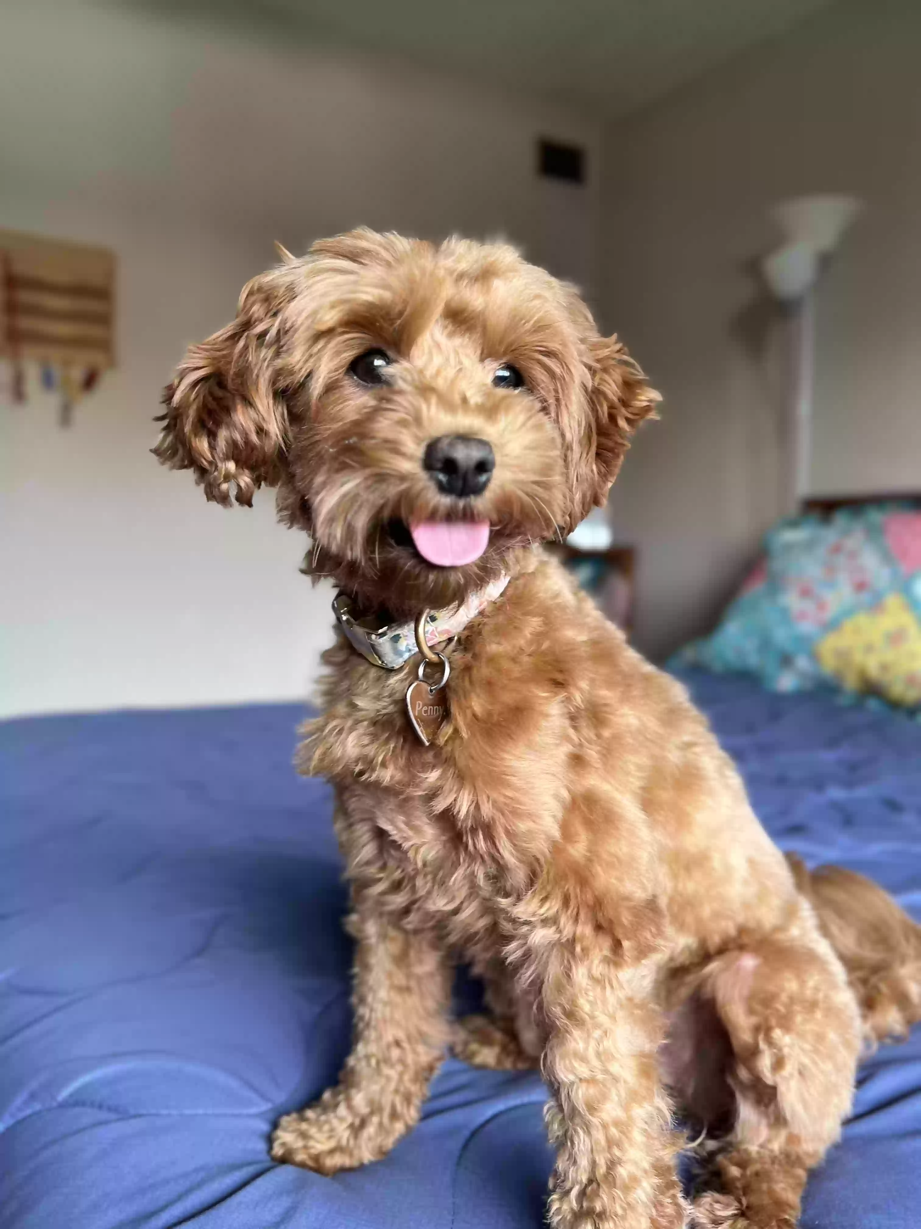 Lost dog in Midfield, TX, 77458