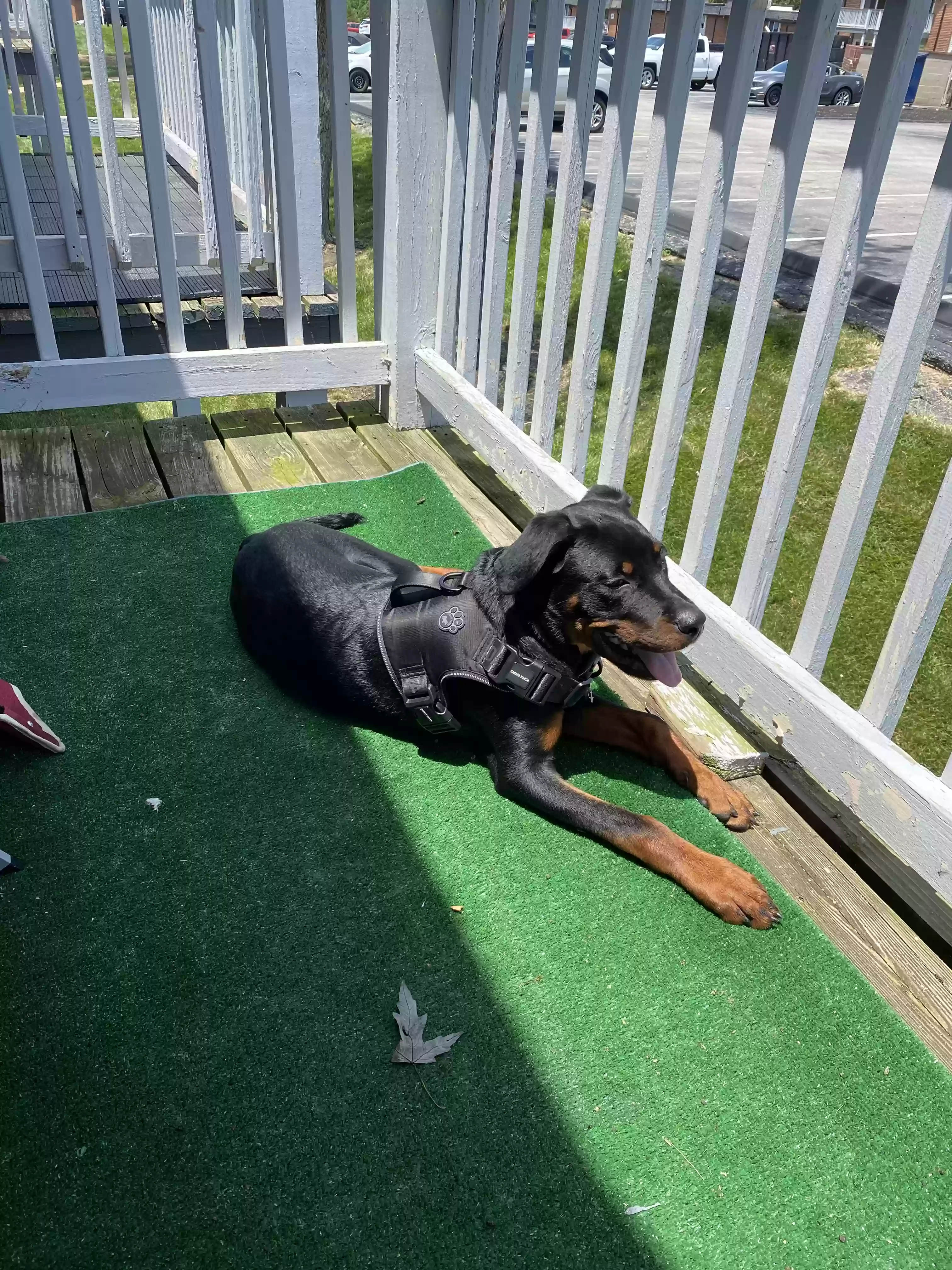 Lost dog in Saint Louis, MO, 63129