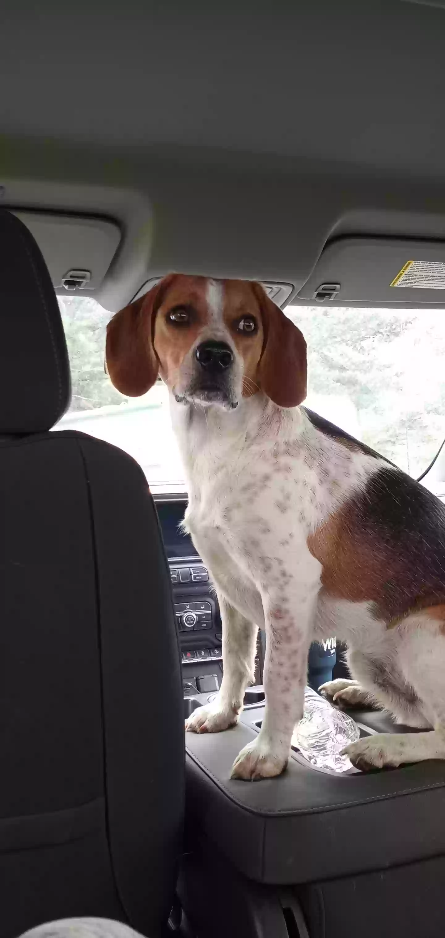 Lost dog in Litchfield, IL, 62056