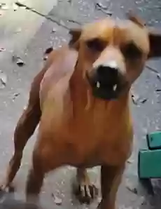 Lost dog in Hudson, FL, 34667