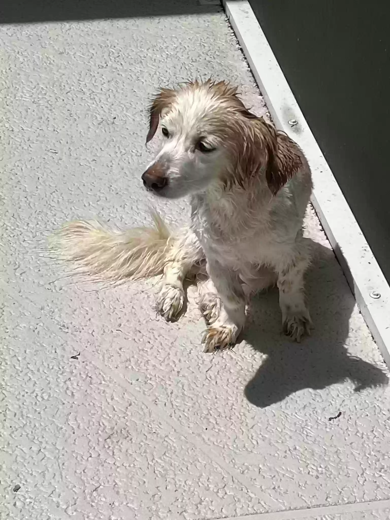 Lost dog in Palm Harbor, FL, 34685