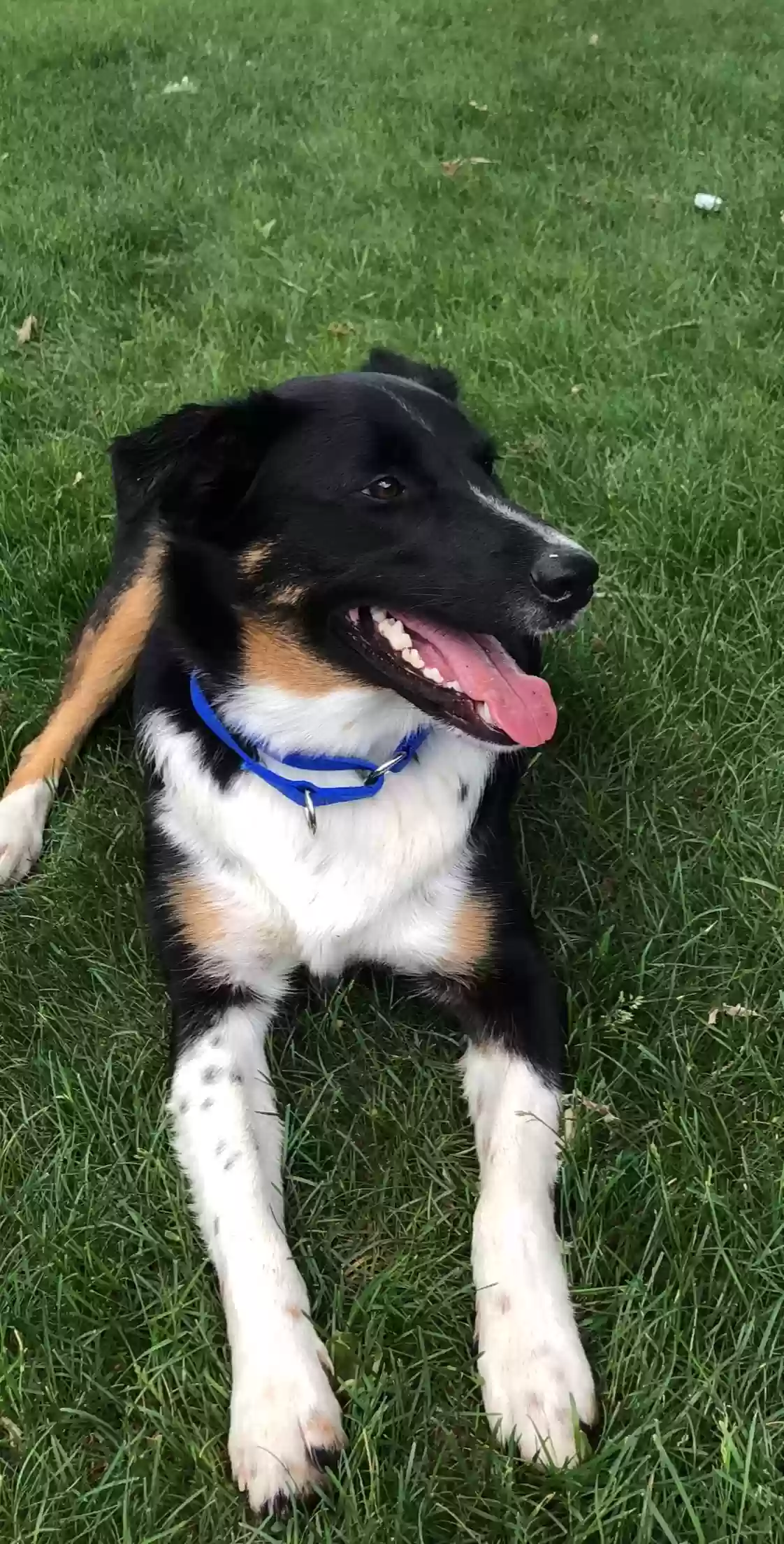 Lost dog in Worden, IL, 62097