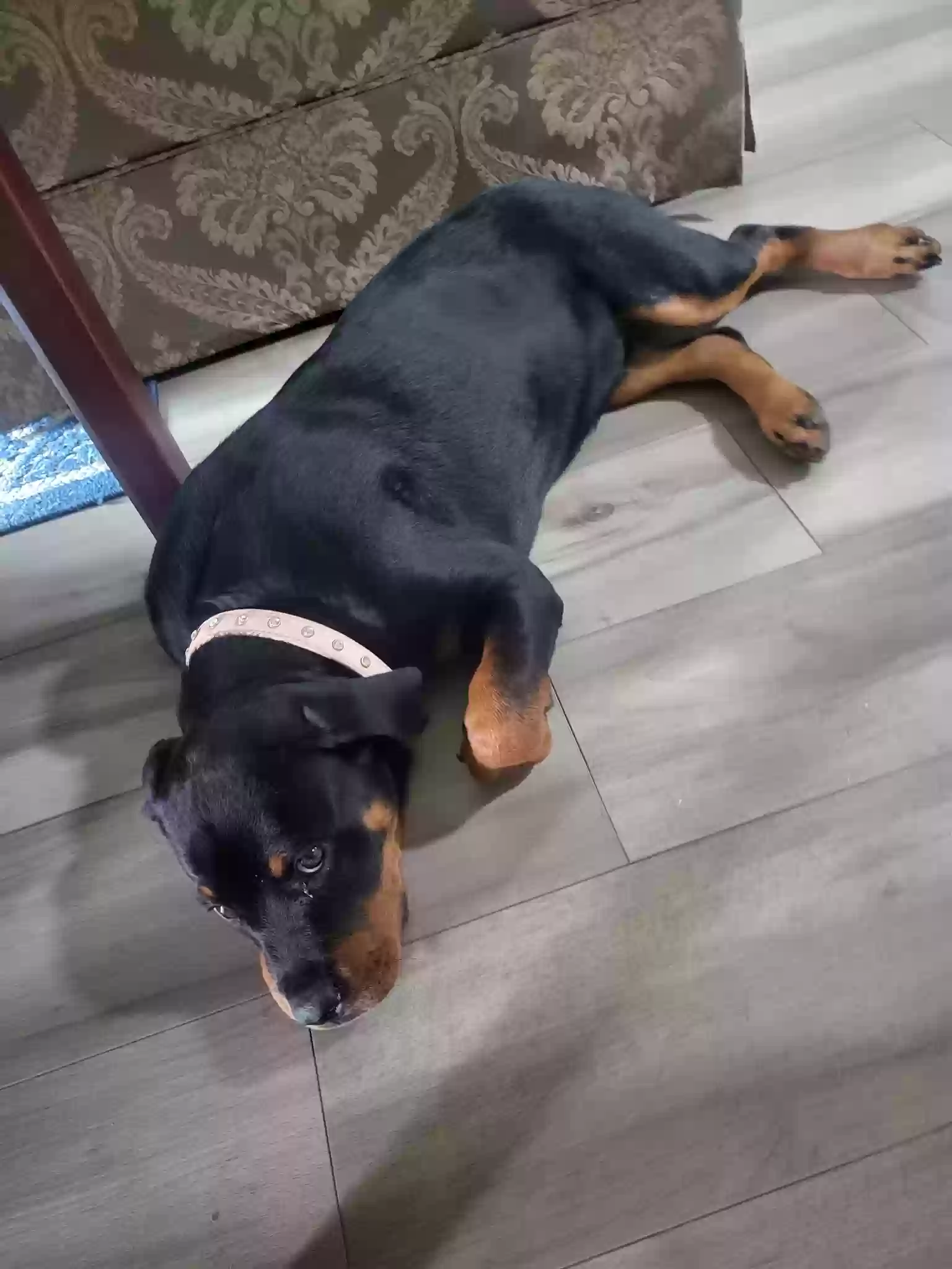 Lost dog in Crowley, TX, 76036