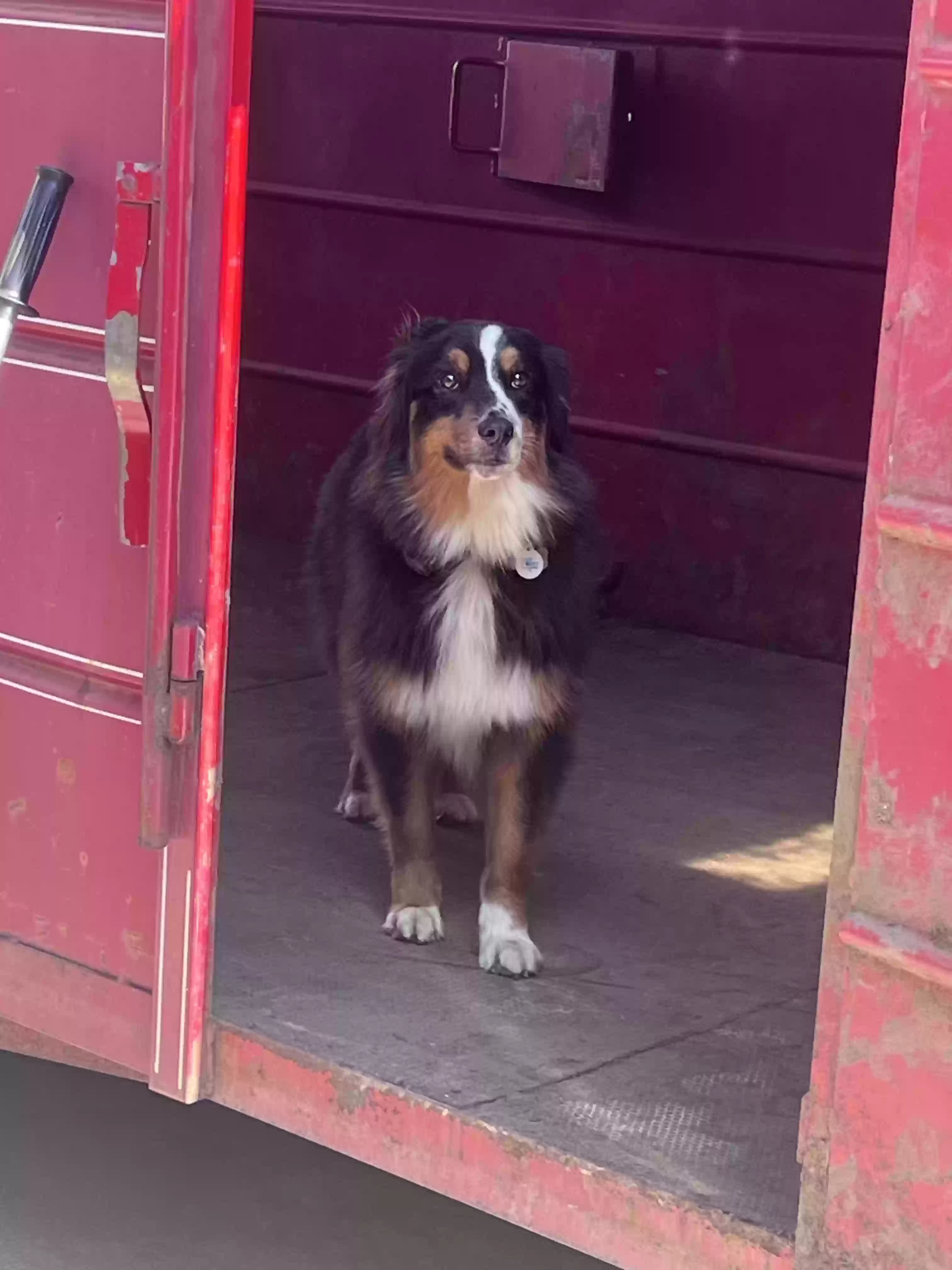 Lost dog in Franklin, IN, 46131