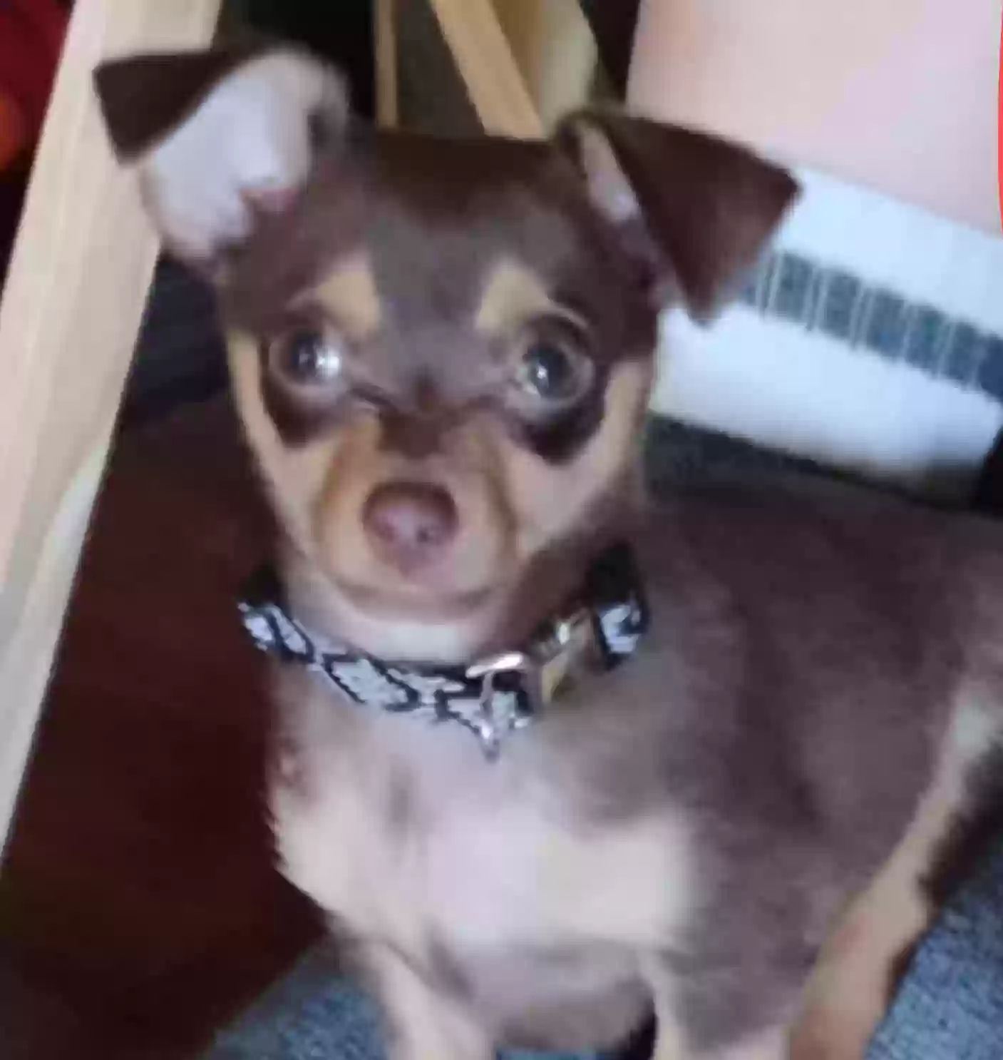 Lost dog in Lubbock, TX, 79401