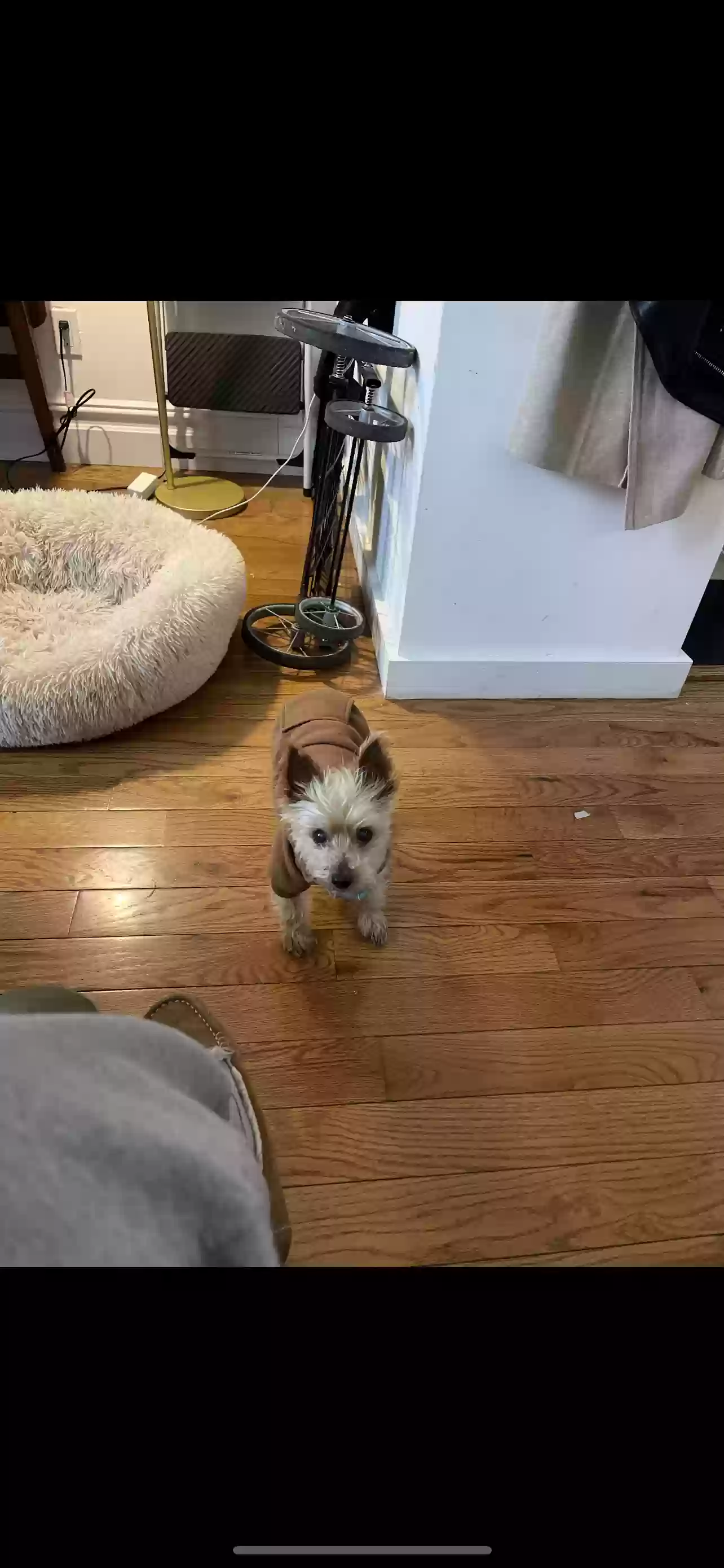 Lost dog in Bethel, CT, 6801