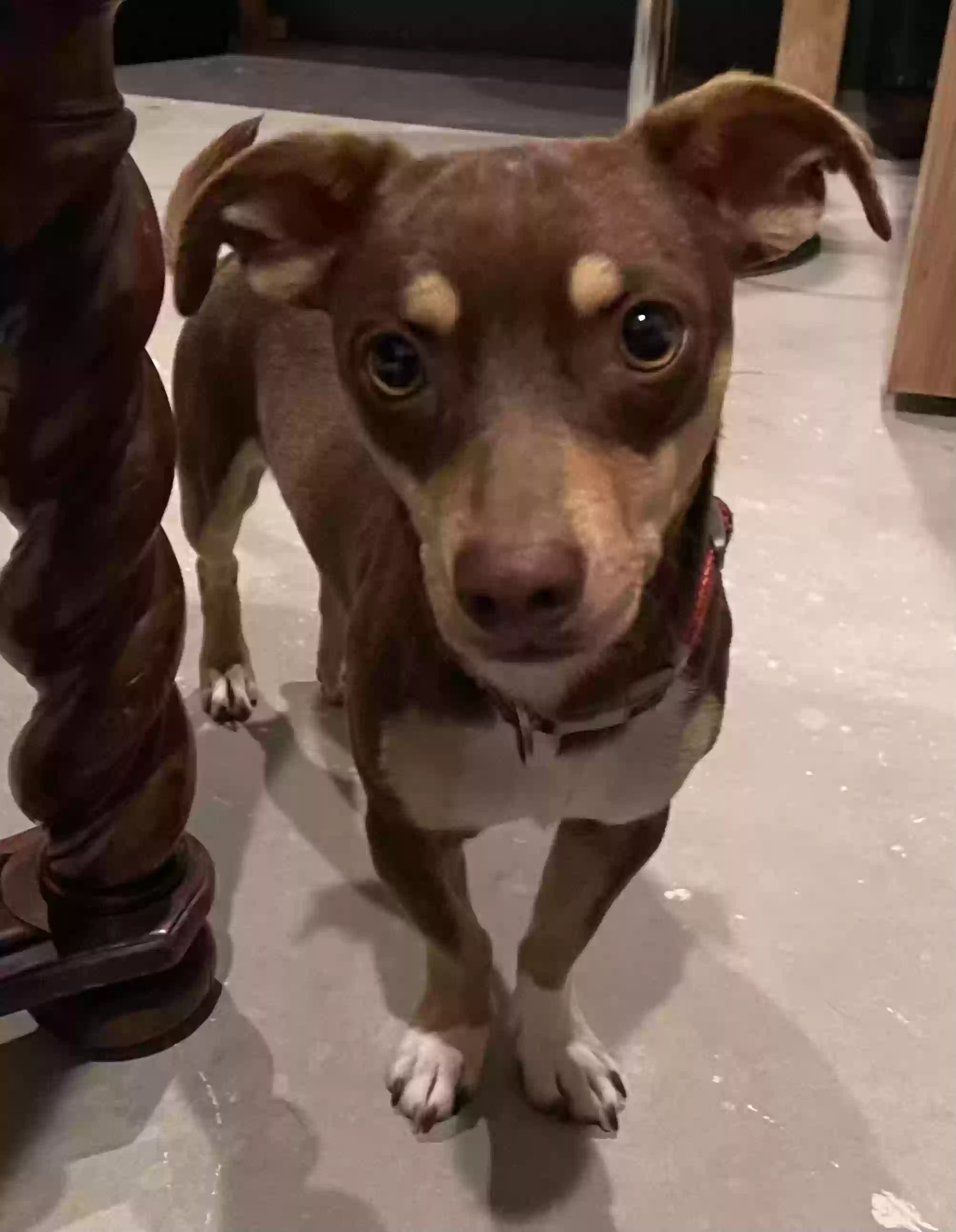 Lost dog in San Diego, CA, 92101