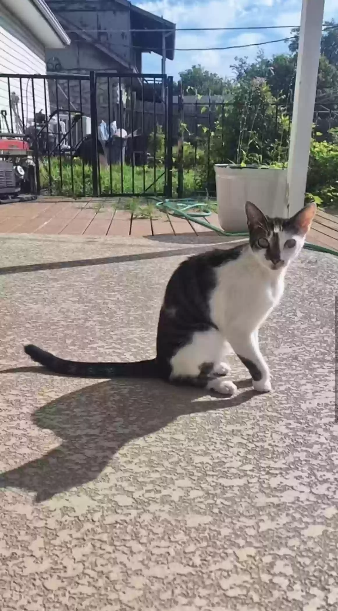 Lost cat in Tulsa, OK, 74136
