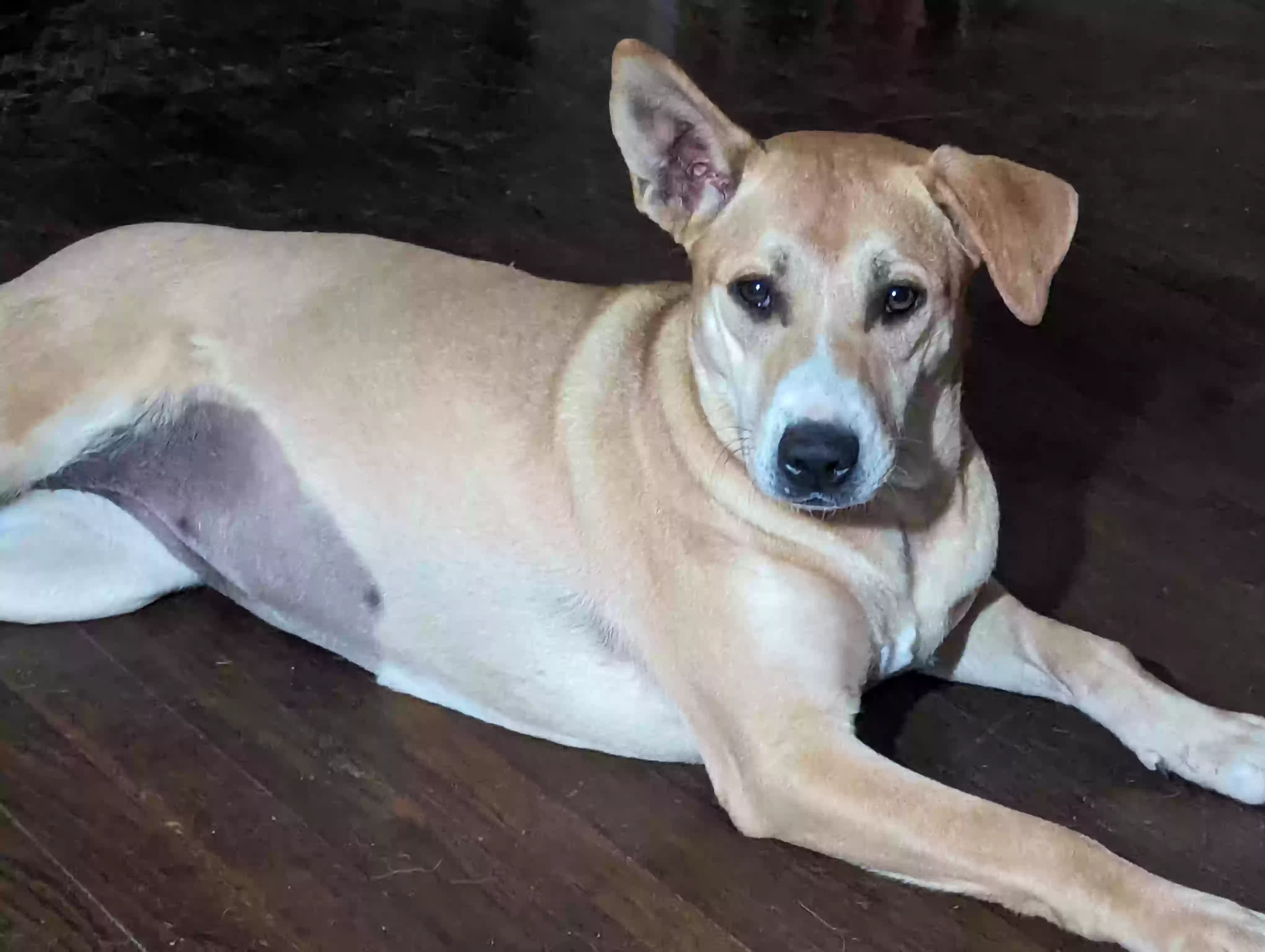 Lost dog in Montgomery, AL, 36109