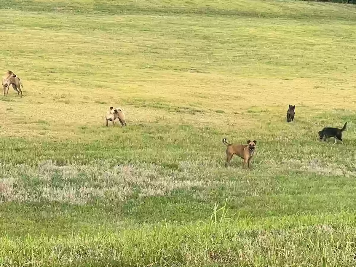 Found dog in Wylie, TX, 75098
