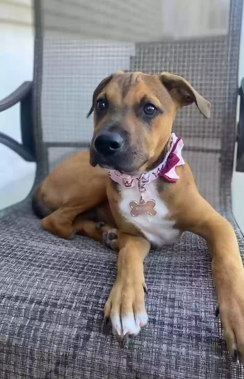 Lost dog in Plainsboro, NJ, 8536