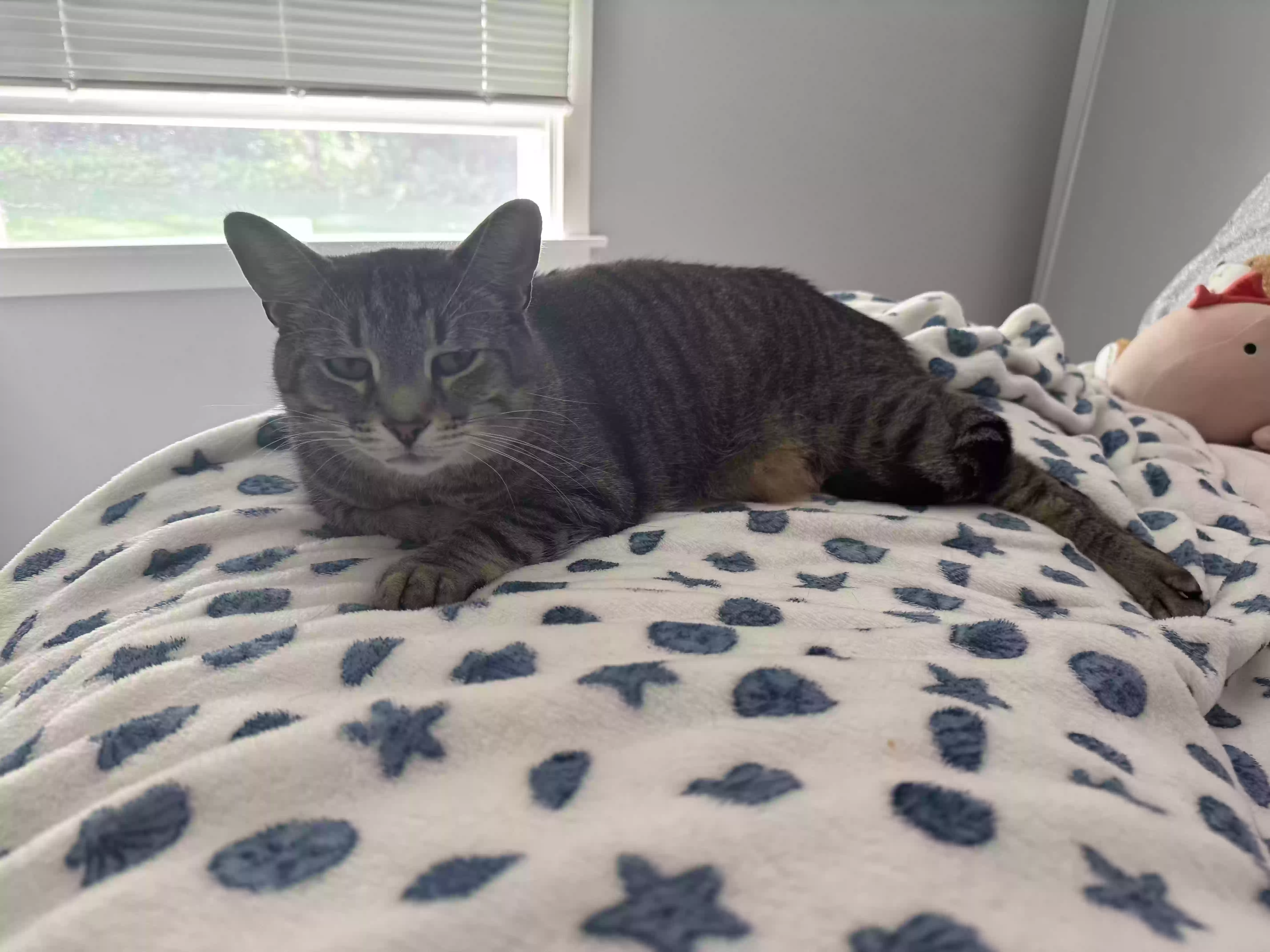 Lost cat in Spring Lake, MI, 49456