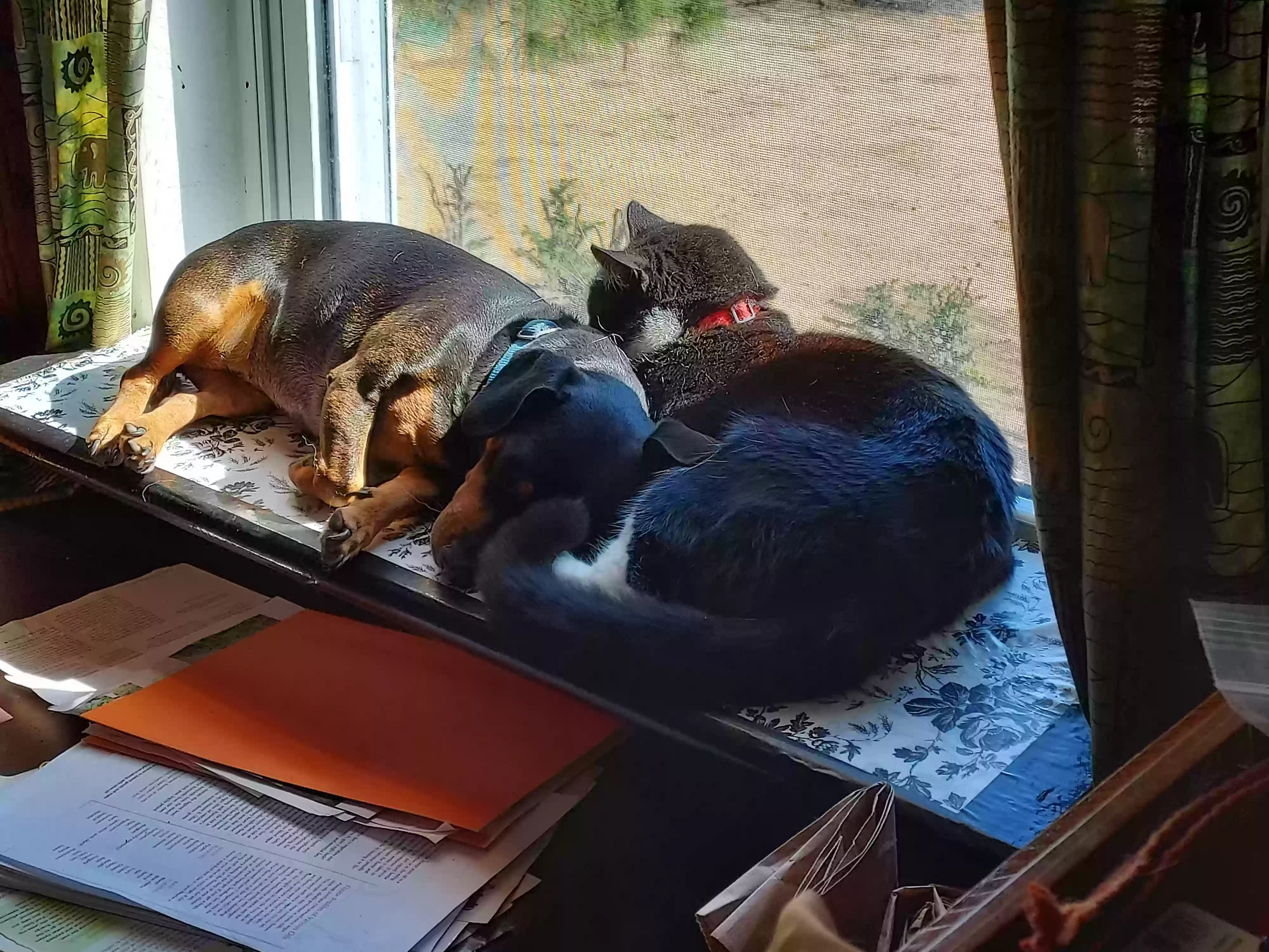 Lost dog in Unknown, TX, 75036