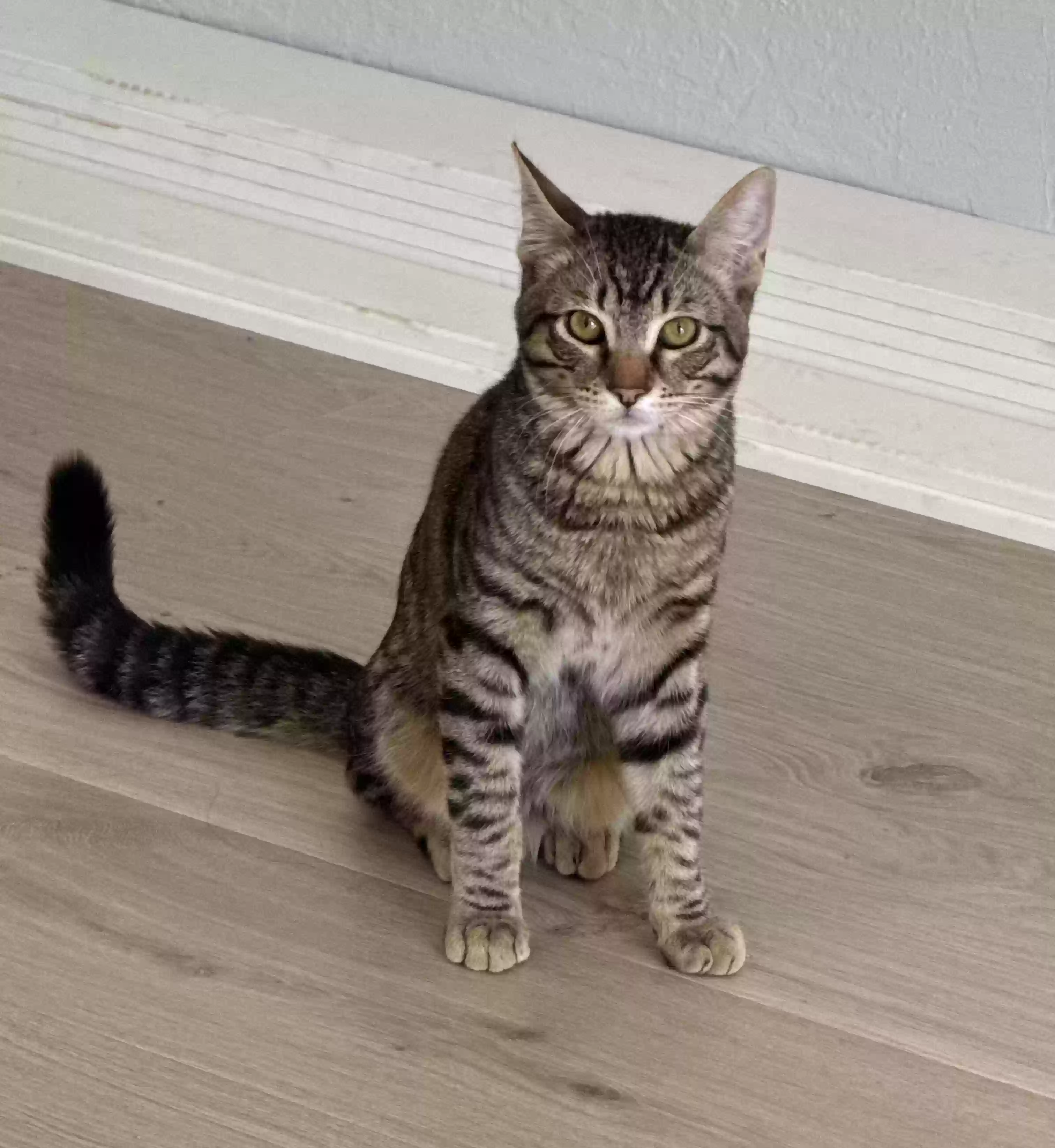 Lost cat in Sacramento, CA, 95832