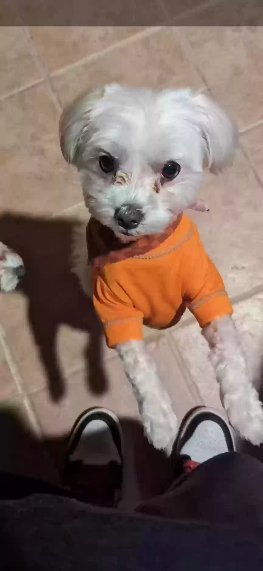 Lost dog in Sacramento, CA, 95835