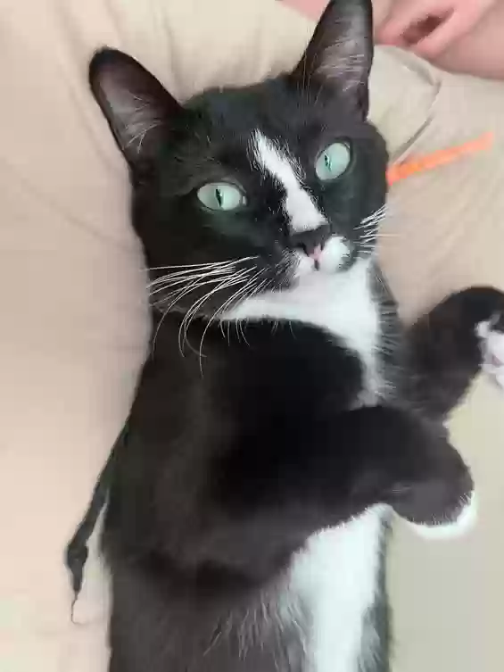 Lost cat in Tolleson, AZ, 85353