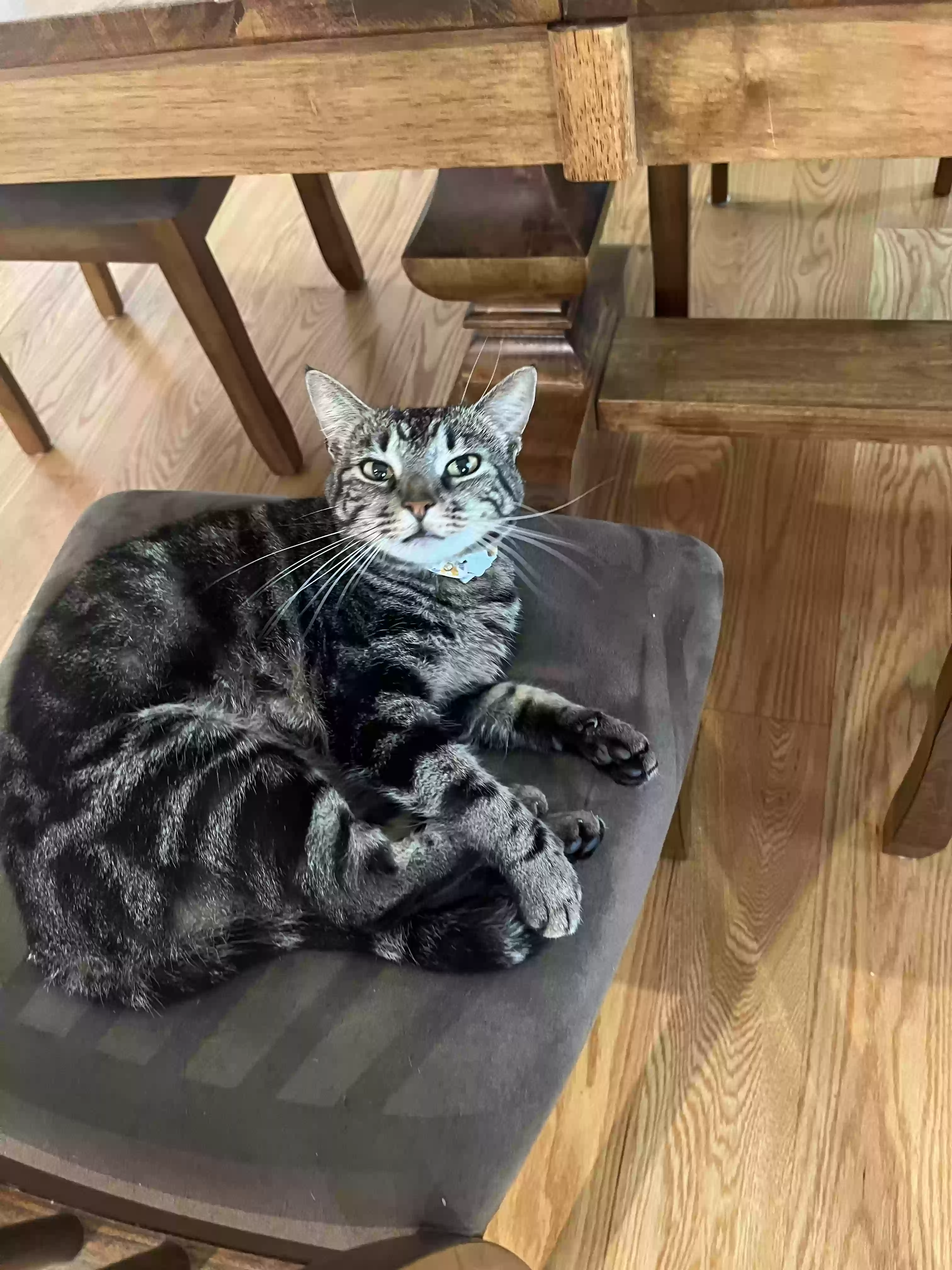 Lost cat in Deland, FL, 32724