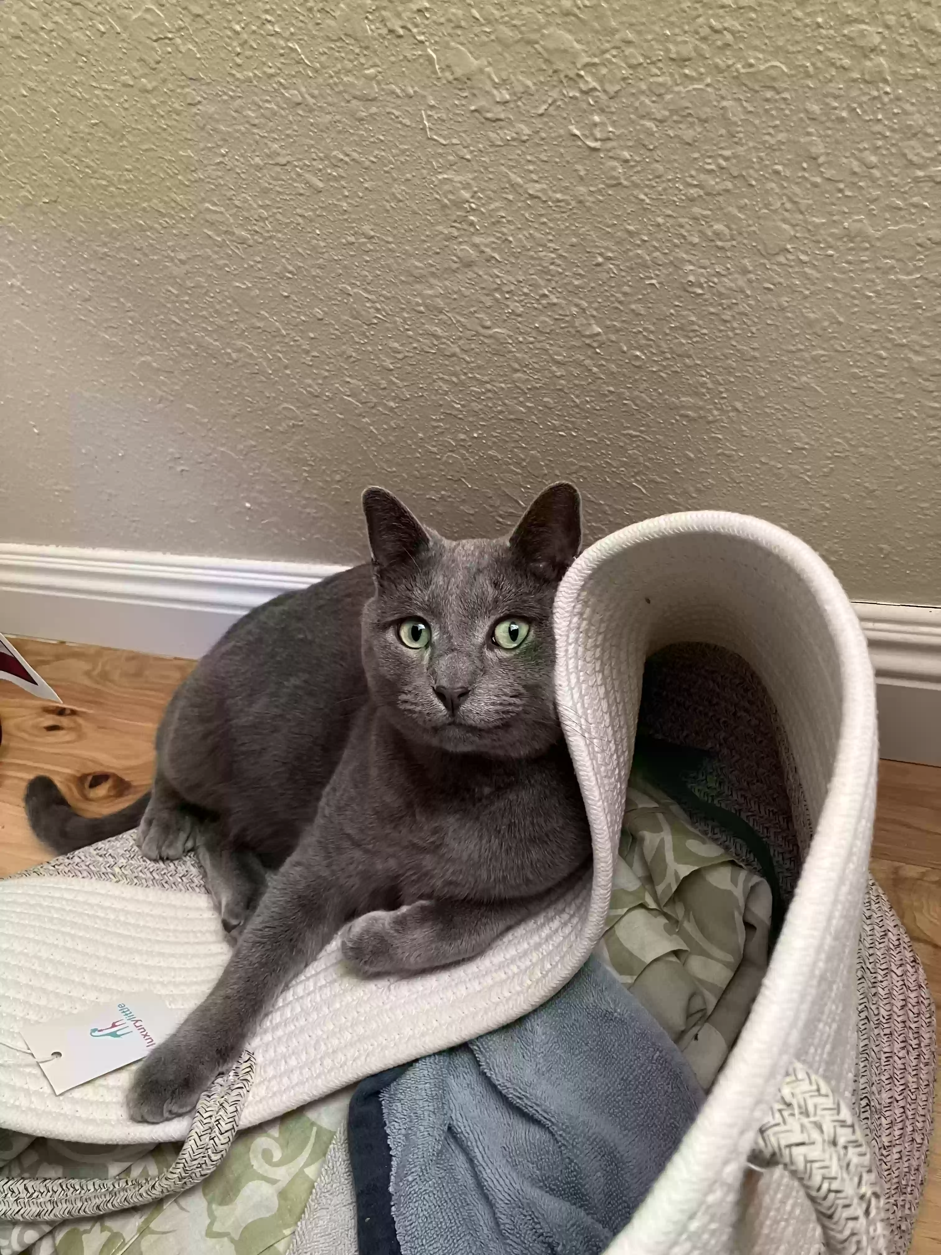 Lost cat in Orem, UT, 84058
