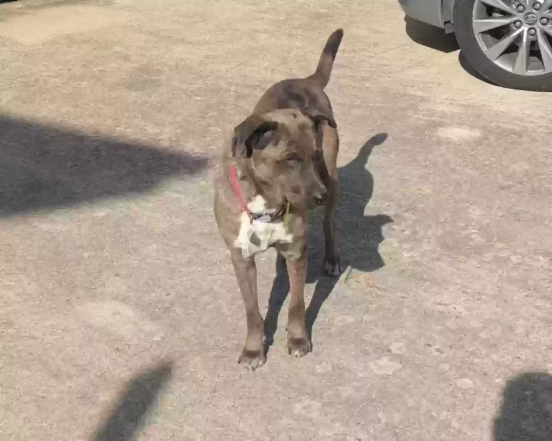 Lost dog in Dallas, TX, 75218