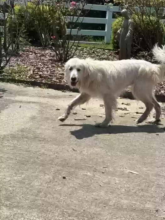 Lost dog in Kernersville, NC, 27284