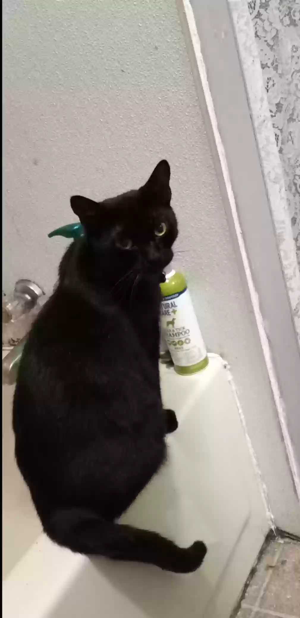 Lost cat in Saint Augustine, FL, 32080