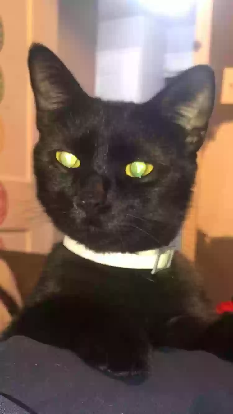 Lost cat in Cleveland, OH, 44111
