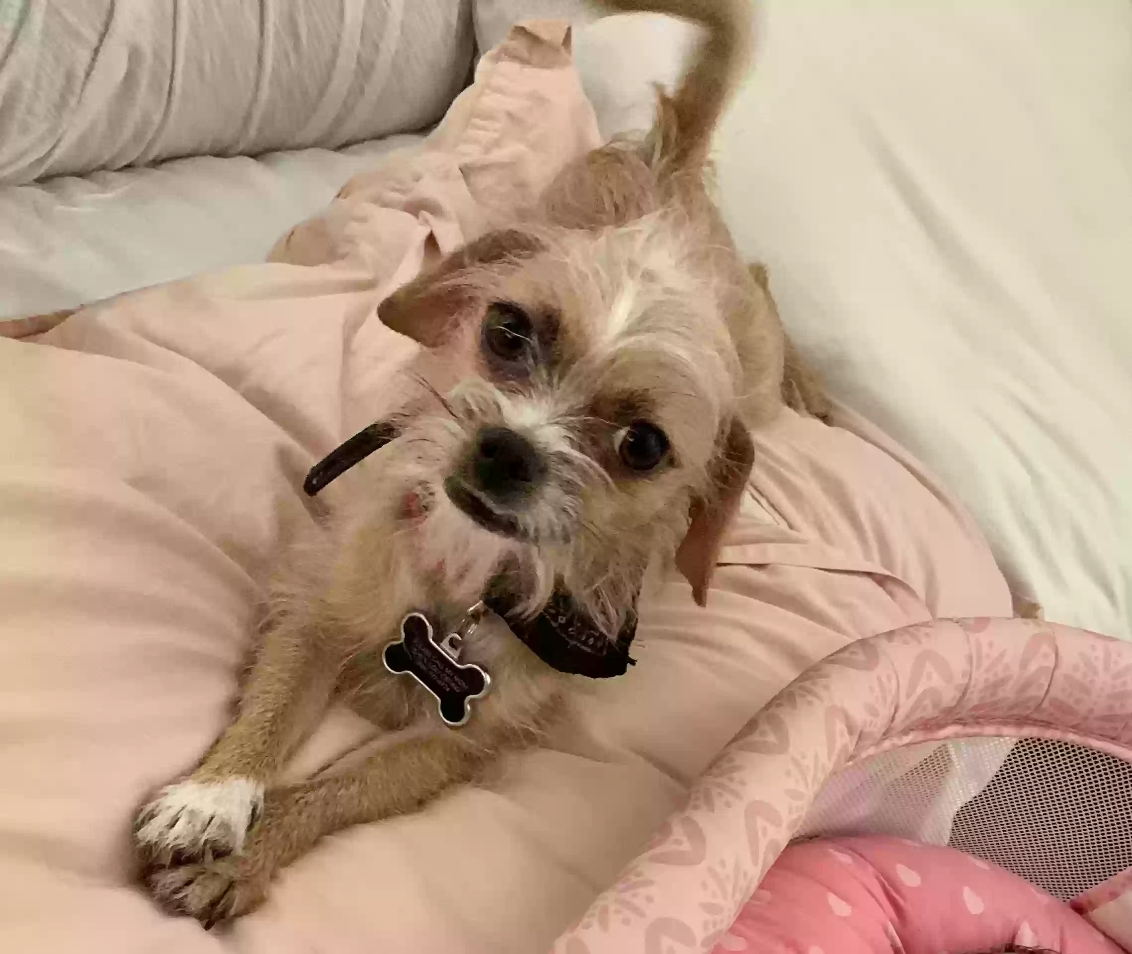 Lost dog in Buckeye, AZ, 85326