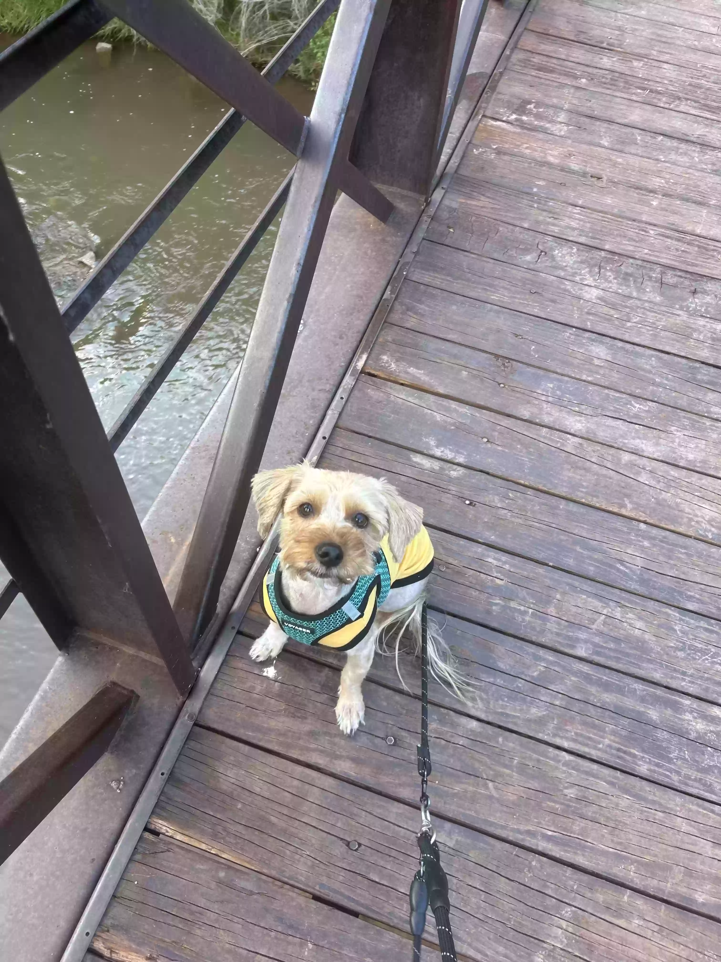 Lost dog in Albuquerque, NM, 87120