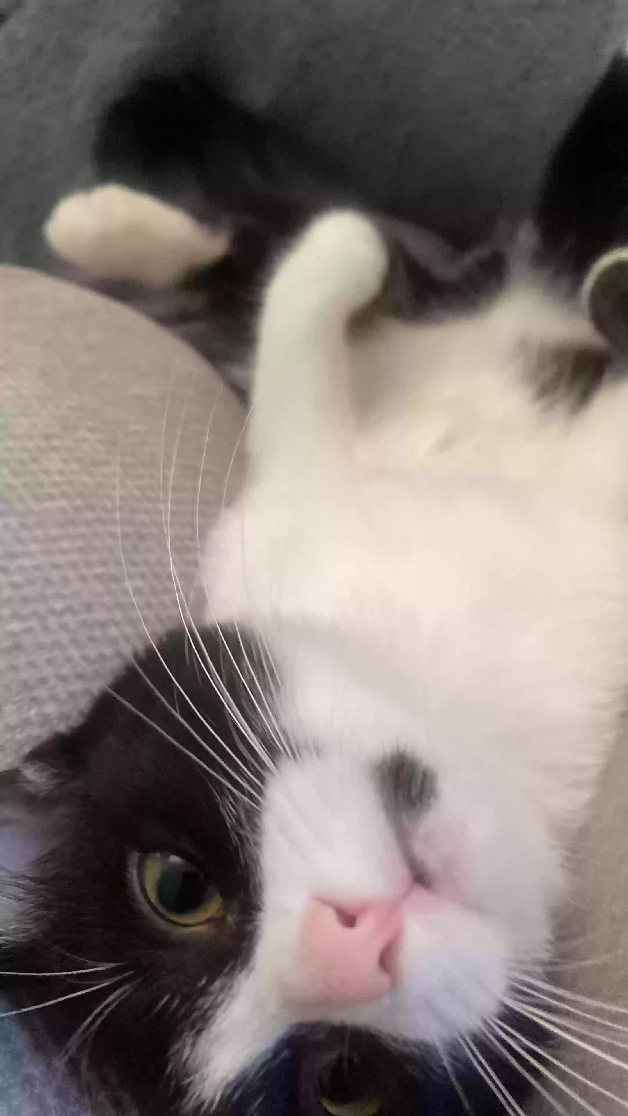 Lost cat in Plainfield, IL, 60544