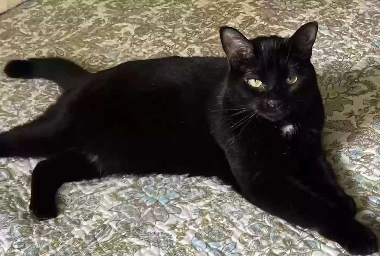 Lost cat in Salem, OR, 97305